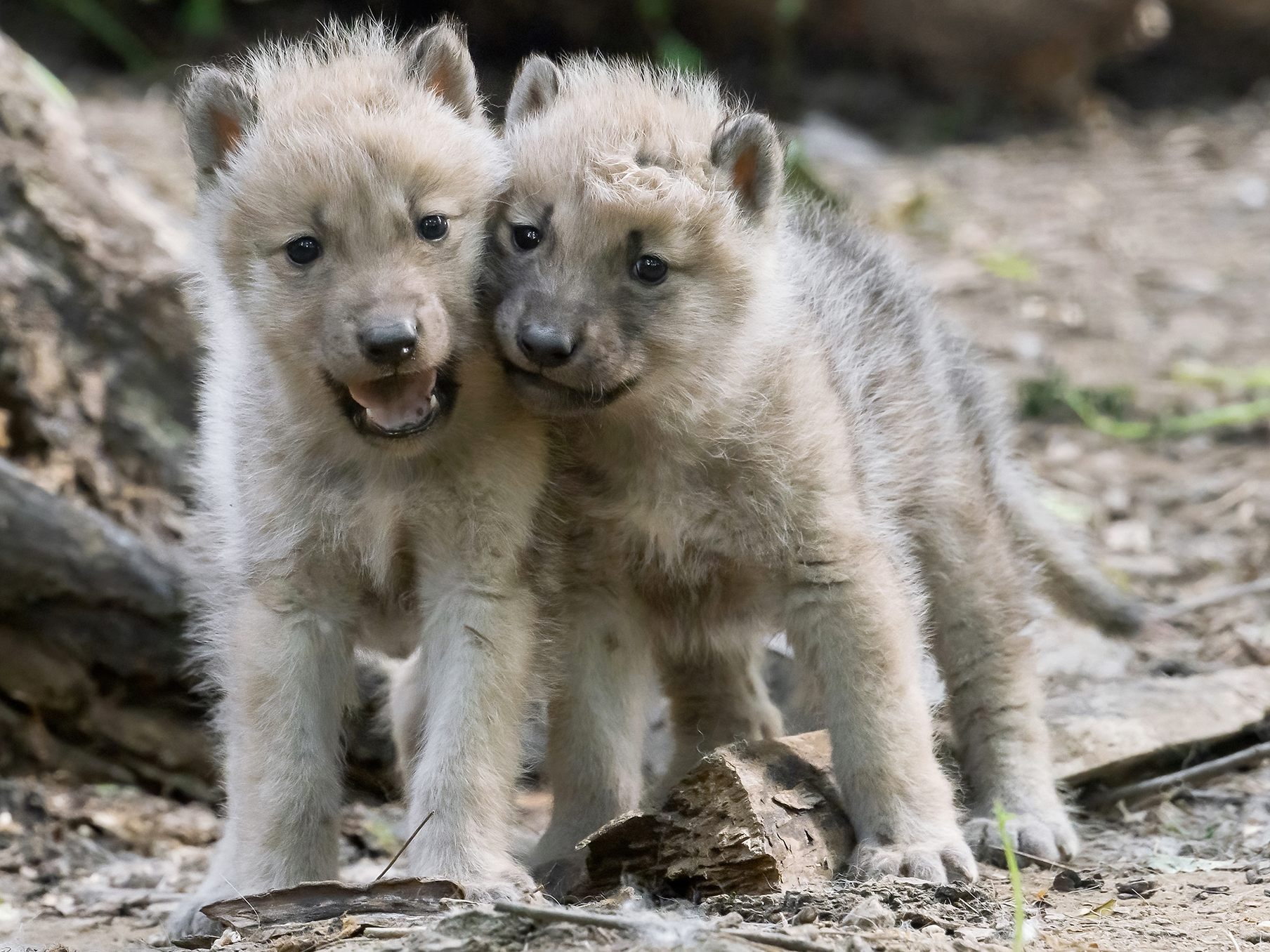 Im Tiergarten Schönbrunn gibt es Nachwuchs bei den Arktischen Wölfen. Im Tiergarten Schönbrunn gibt es Nachwuchs bei den Arktischen Wölfen.