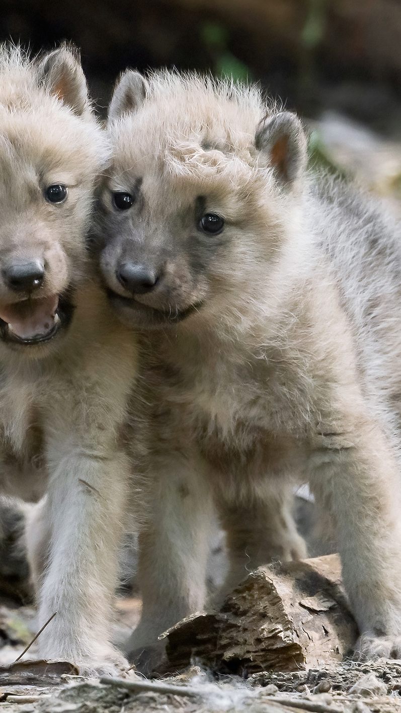 Im Tiergarten Schönbrunn gibt es Nachwuchs bei den Arktischen Wölfen.