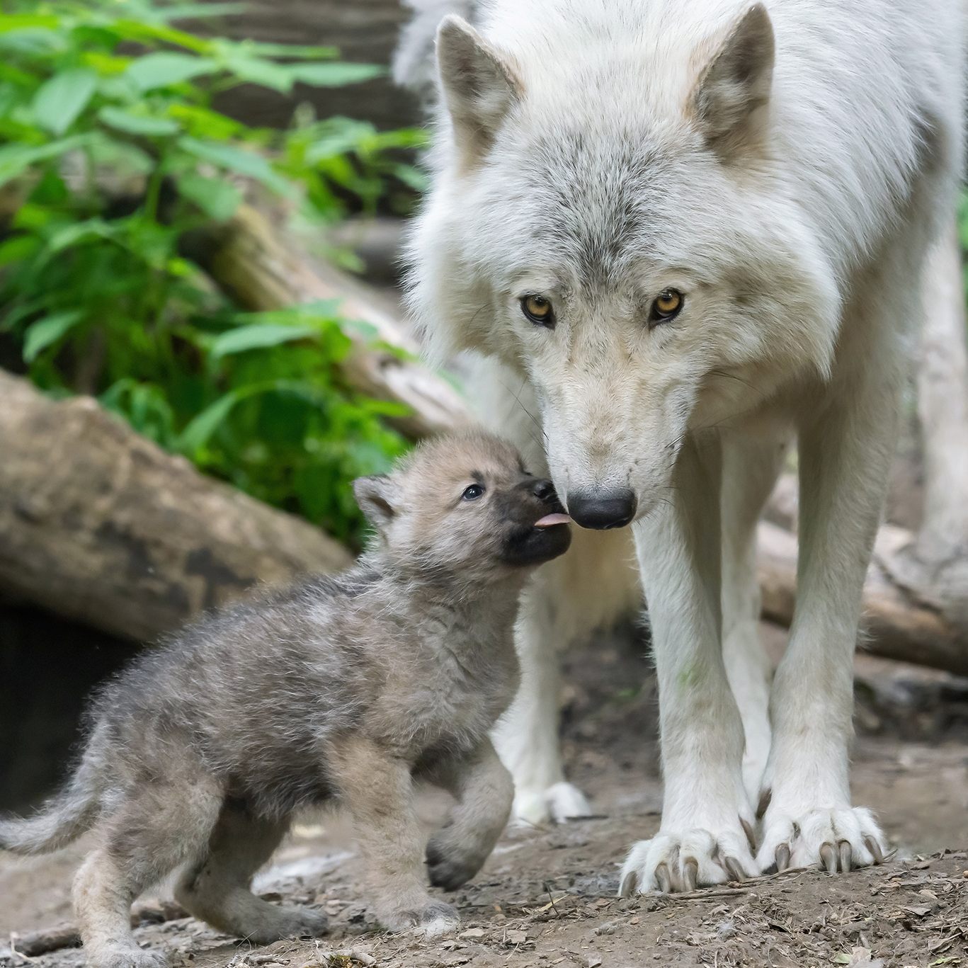 Erfolgreiche Nachzucht nach sieben Jahren Pause geglückt.
