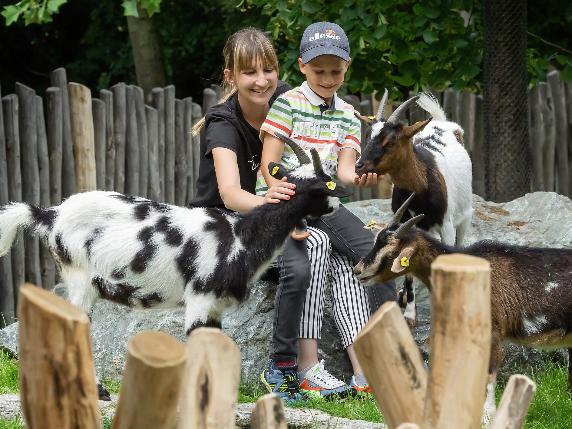 Im neuen Streichelzoo können Ziegen, Schafe und Kaninchen hautnah erlebt werden.