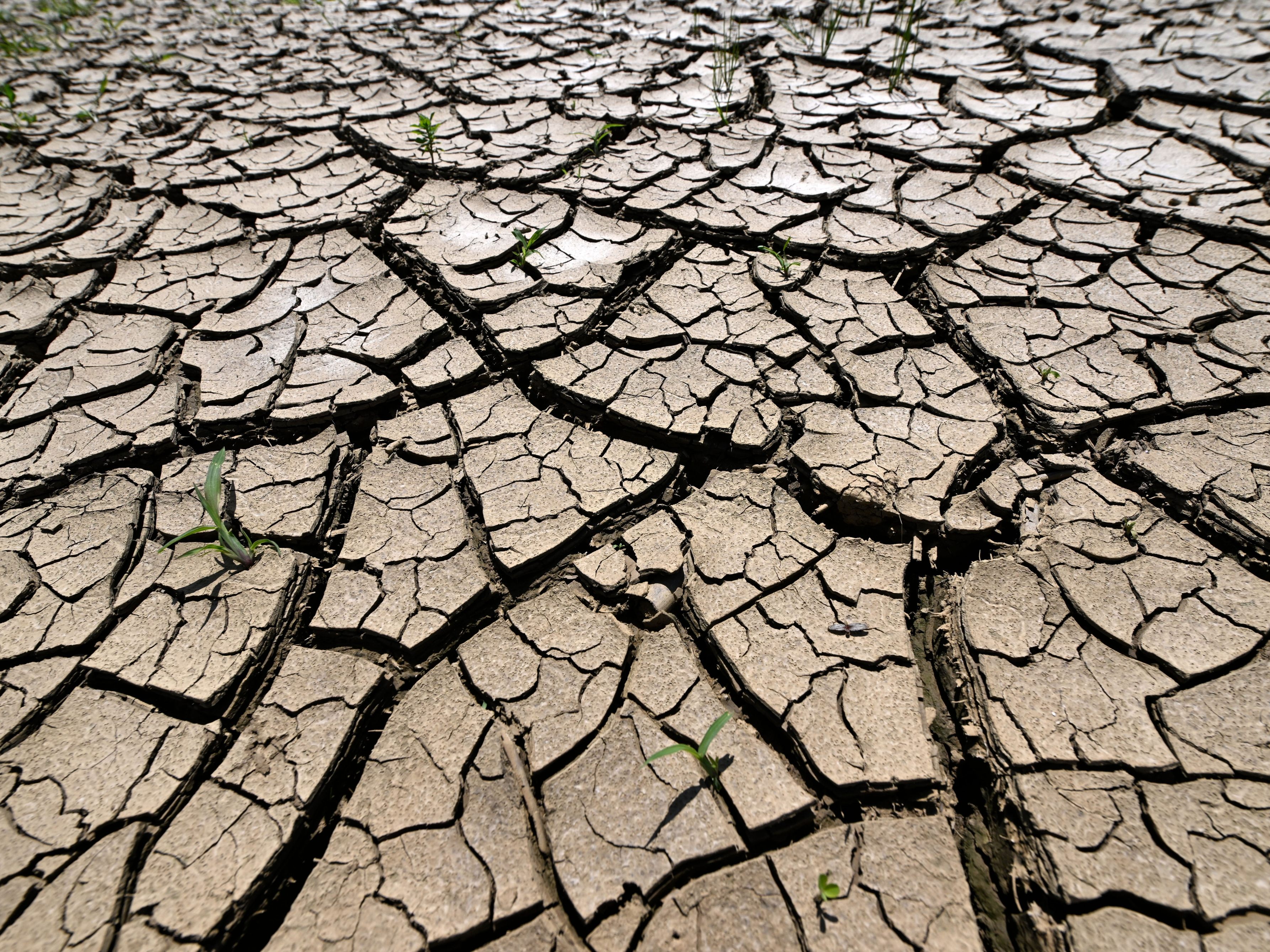Bei den Firmen herrschet mehr Sorge über die hohen Spritpreise als über den Klimawandel.