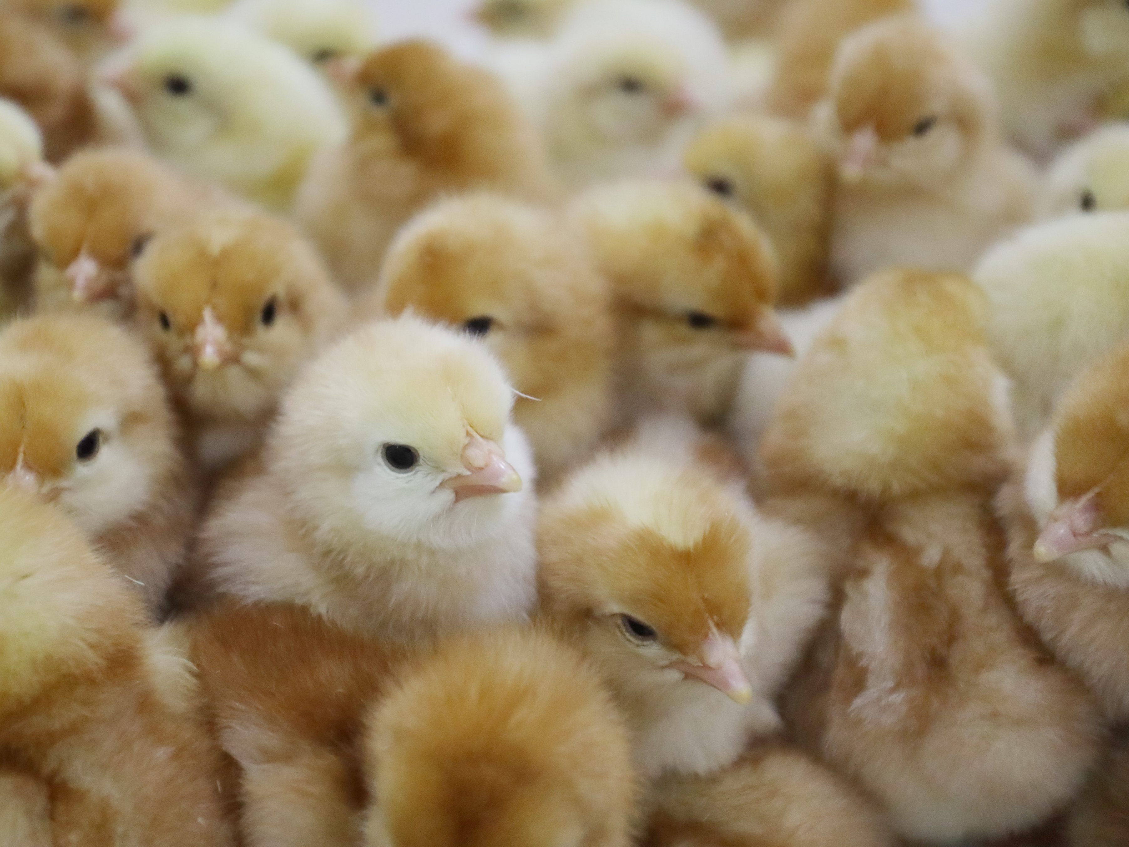 Tierschutzorganisationen wollen Aus für "Tötung von Hunderten Millionen Küken und Entenküken pro Jahr".