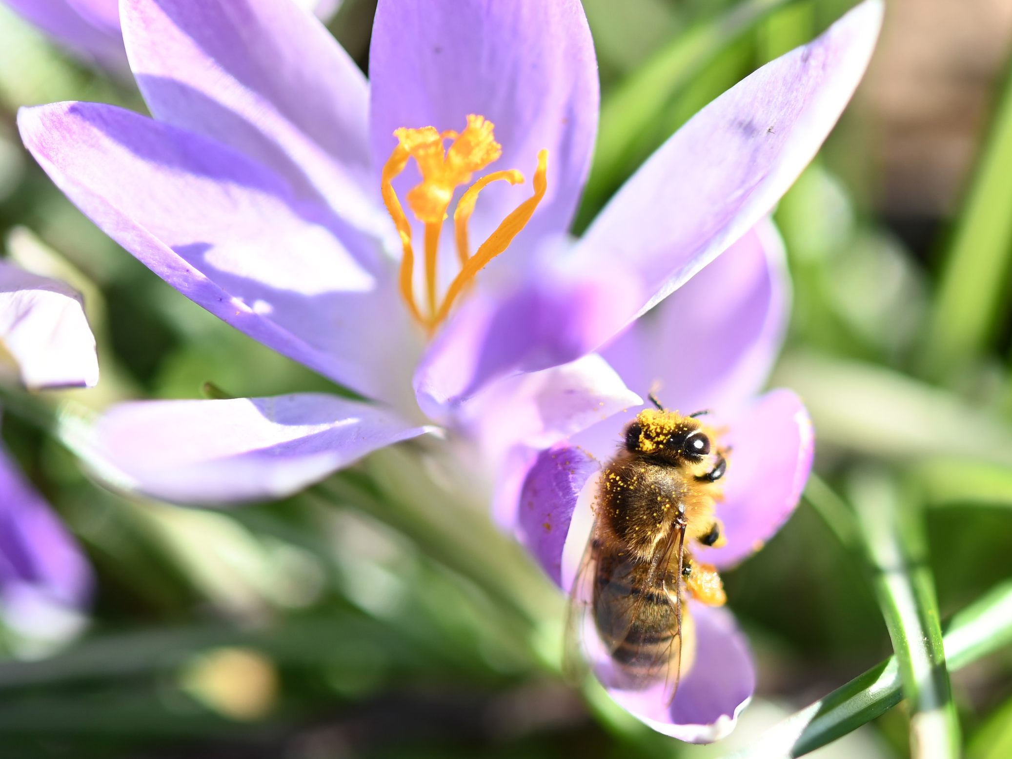 Heuer gab es geringe Winterverluste bei den Bienen in Österreich. Heuer gab es geringe Winterverluste bei den Bienen in Österreich.