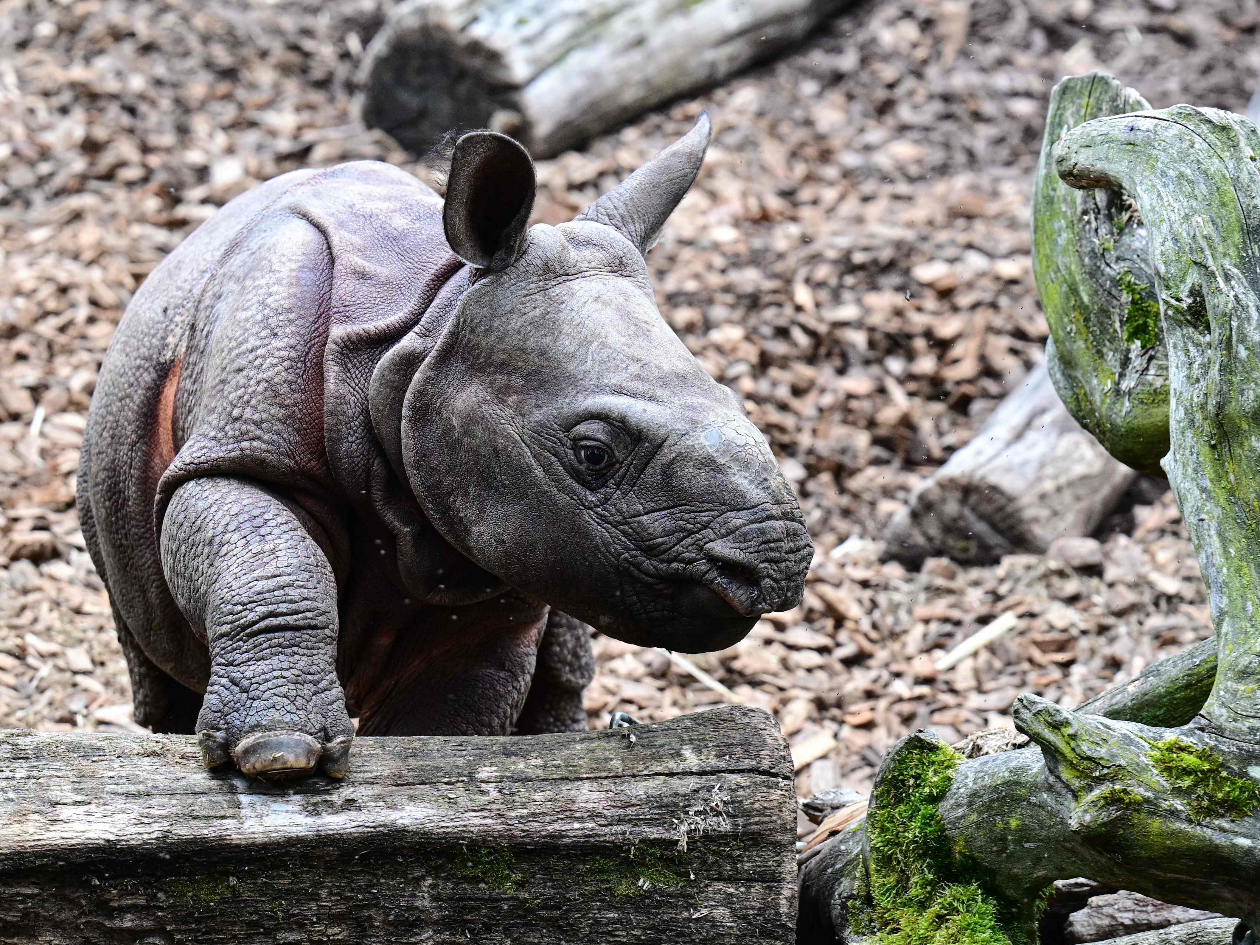 So süß ist das kleine Panzernashorn.