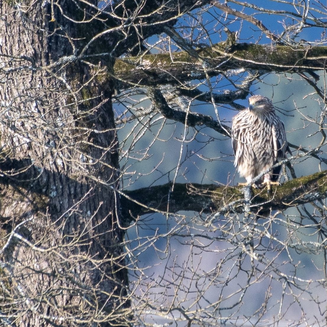 Kaiseradler "Artemisia" flog bis nach Luxemburg. Nun wurde der Vogel tot im Burgenland gefunden.