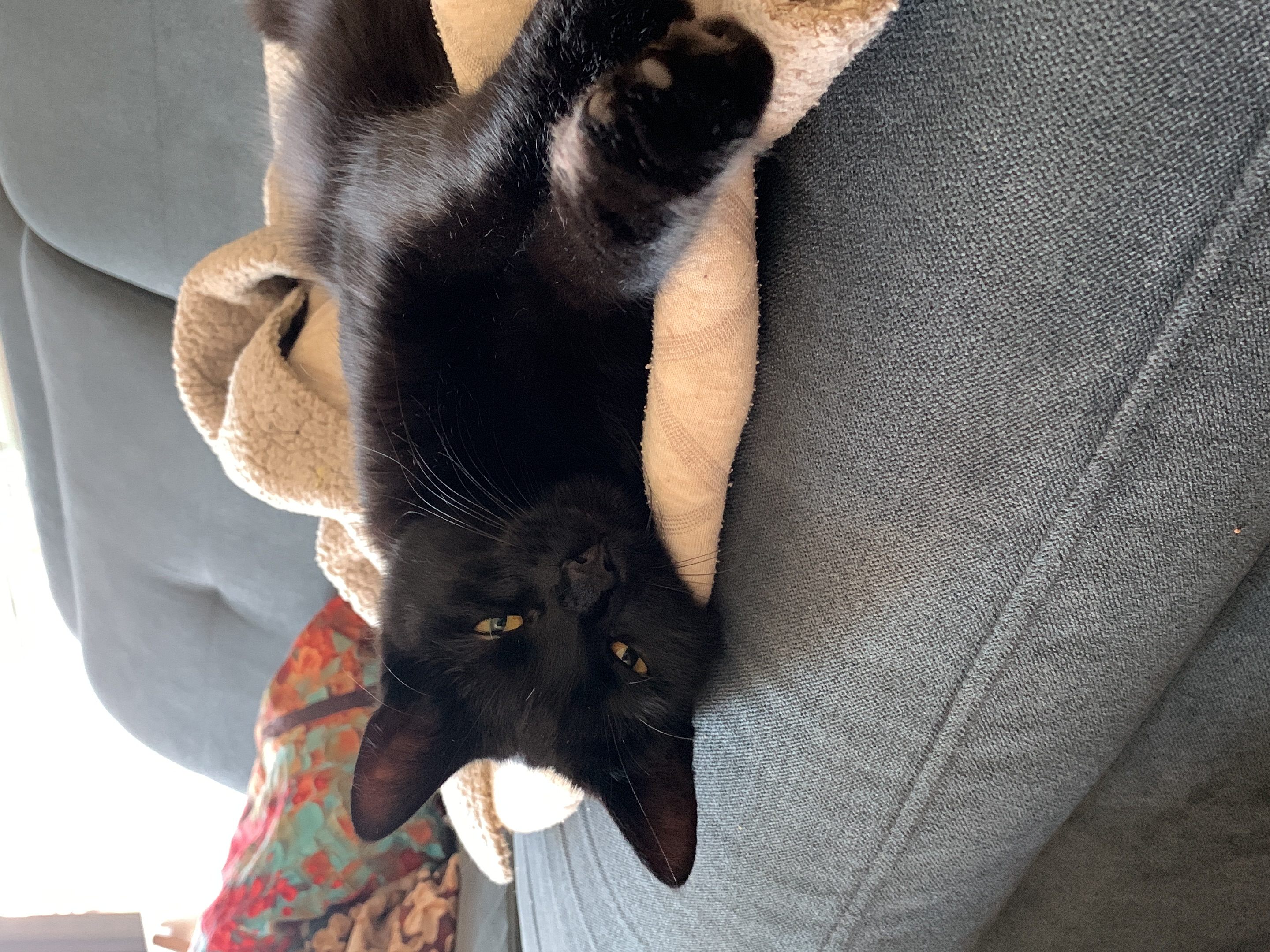 Ferdinand
