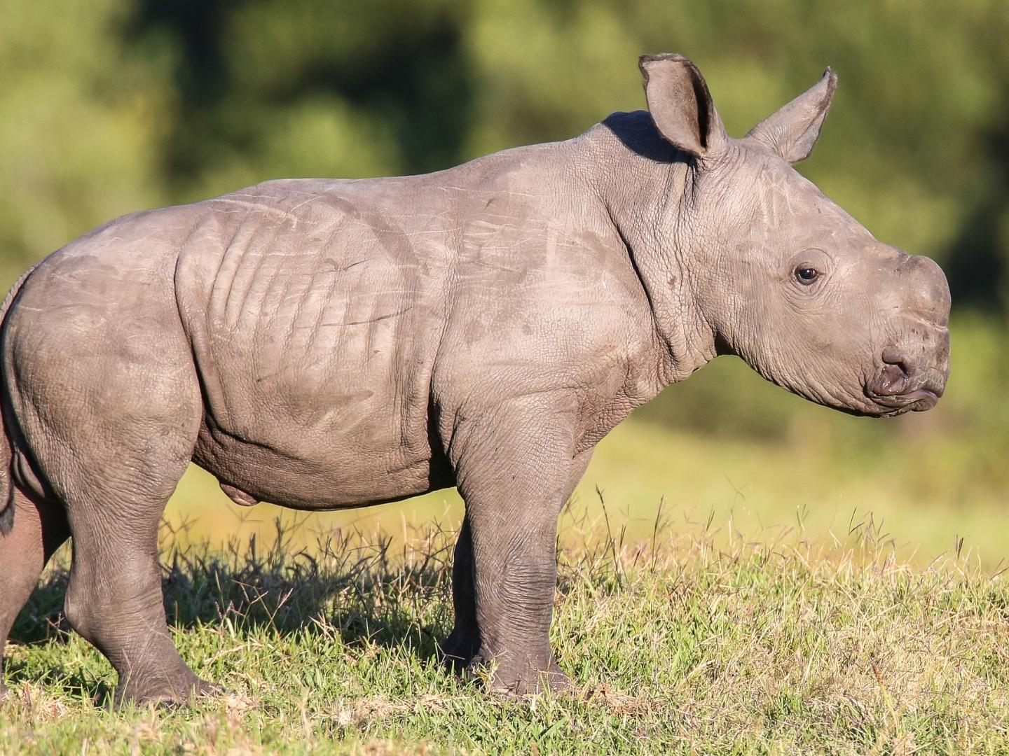 Baby-Nashorn