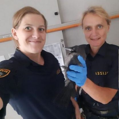 Polizistin Mariella und ihre Kollegen retteten eine verletzte Nebelkrähe in Wien-Alsergrund.