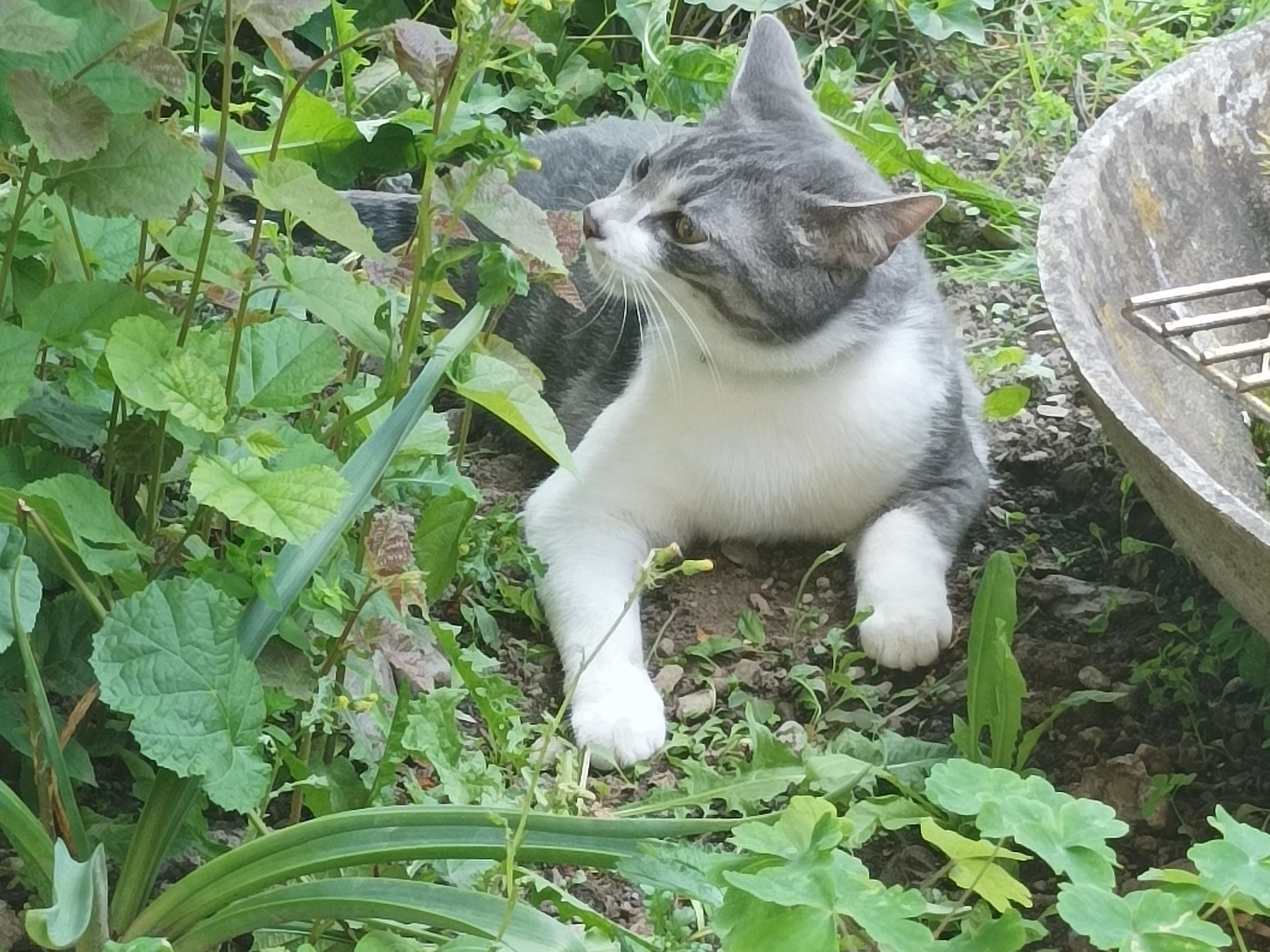 Lui