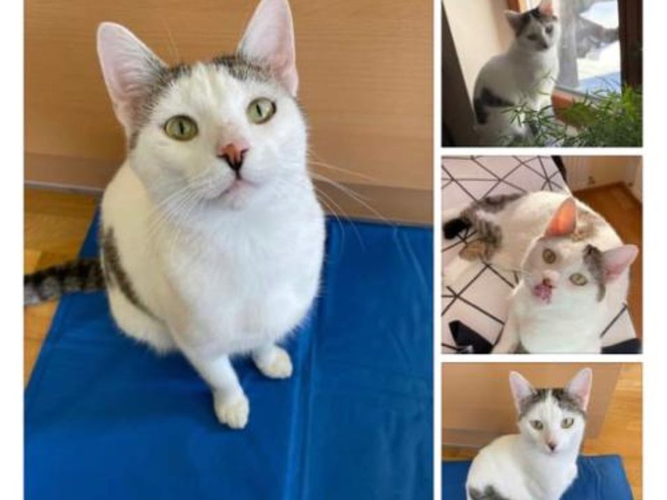 Unsere Fellnase Rufus