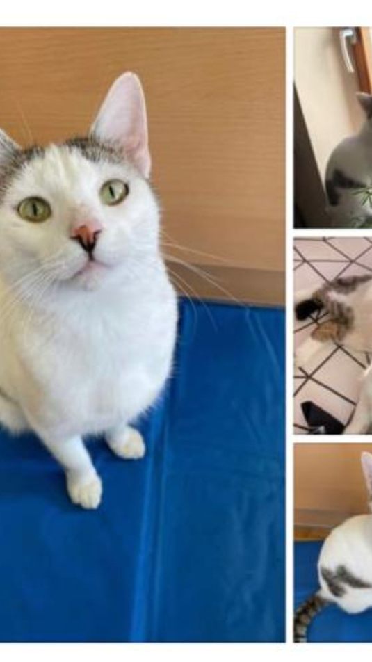 Unsere Fellnase Rufus