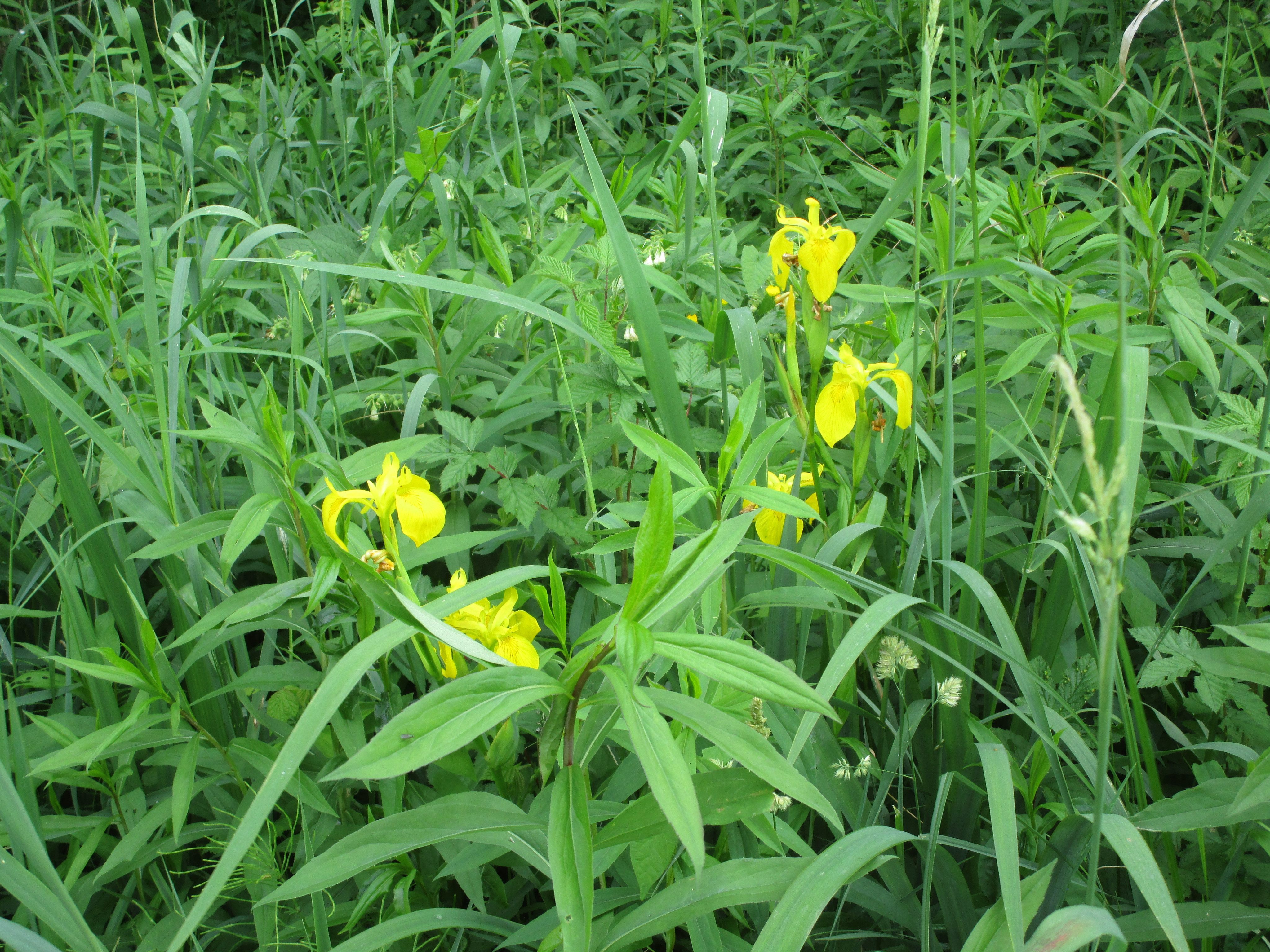 Naturjuwel Matschels