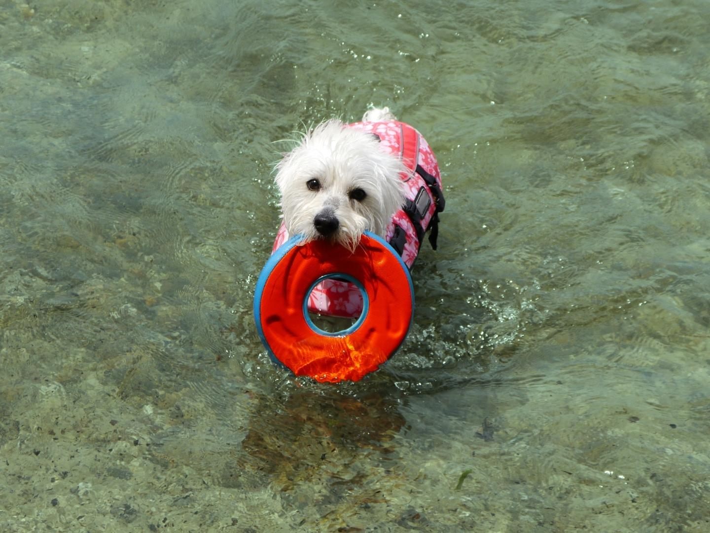Dieser Hund wollte eigentlich nur sein Spielzeug aus dem Wasser holen ... Dieser Hund wollte eigentlich nur sein Spielzeug aus dem Wasser holen ...