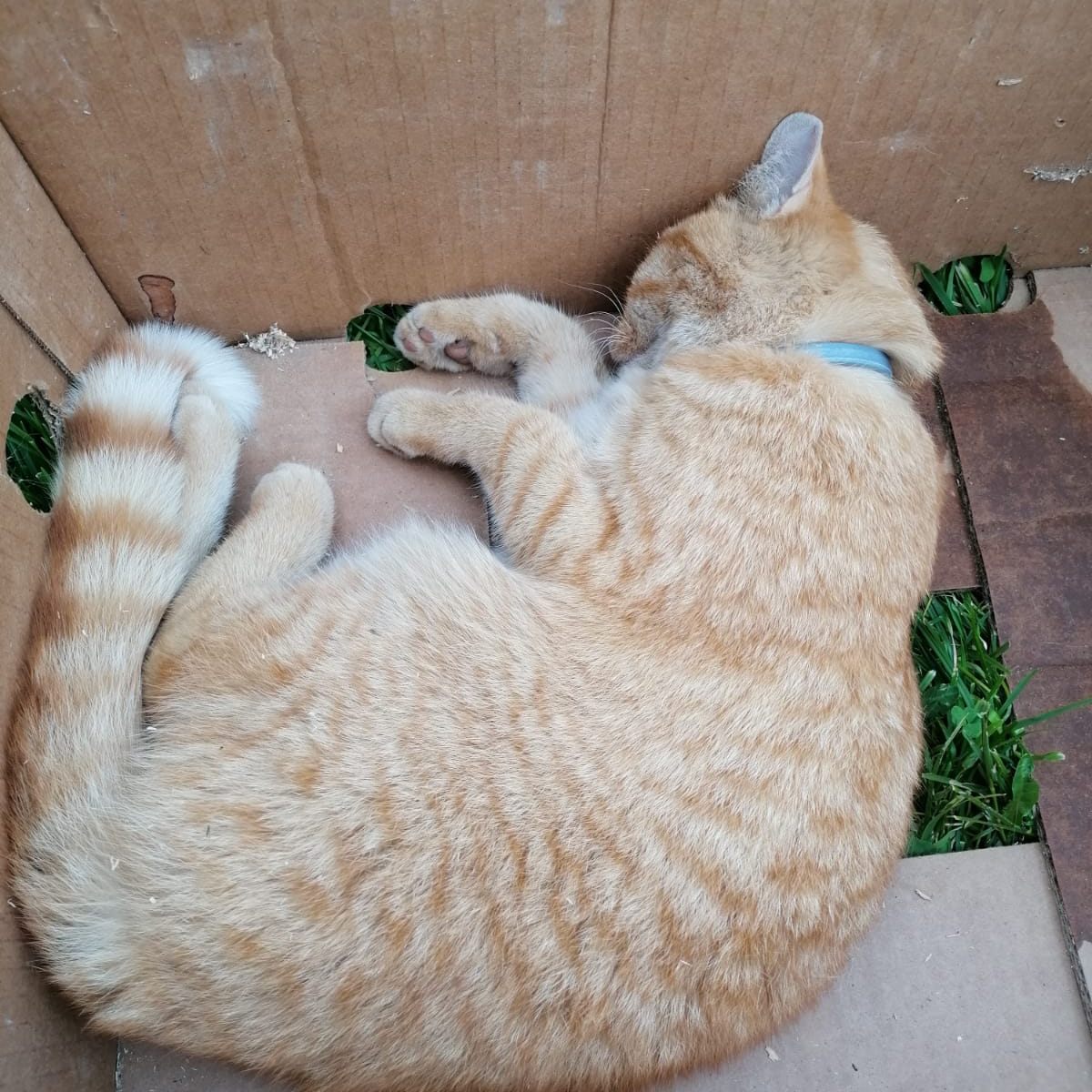 Kätzle im Tiefschlaf