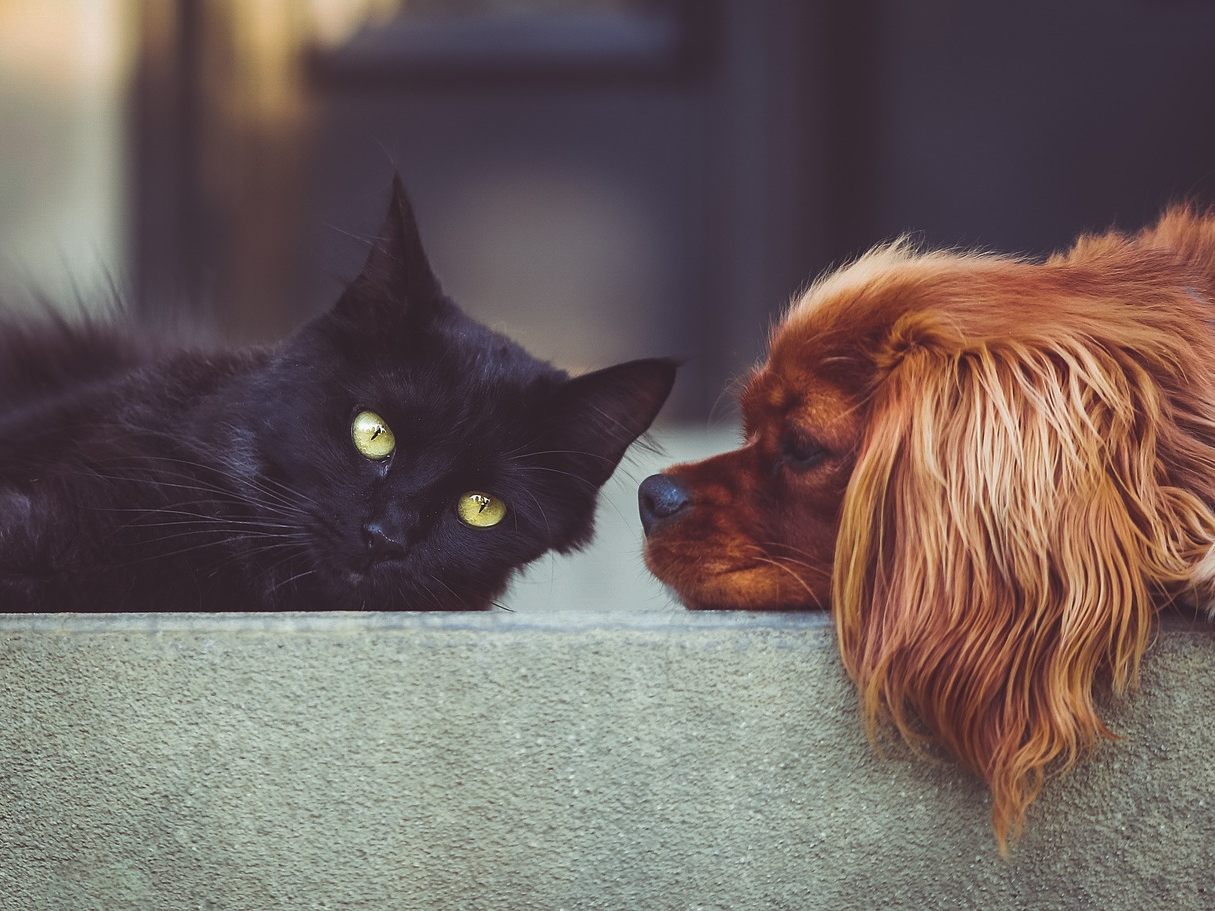 Neue Klinik für Kleintiere an Vetmed-Uni Wien eröffnet. Neue Klinik für Kleintiere an Vetmed-Uni Wien eröffnet.