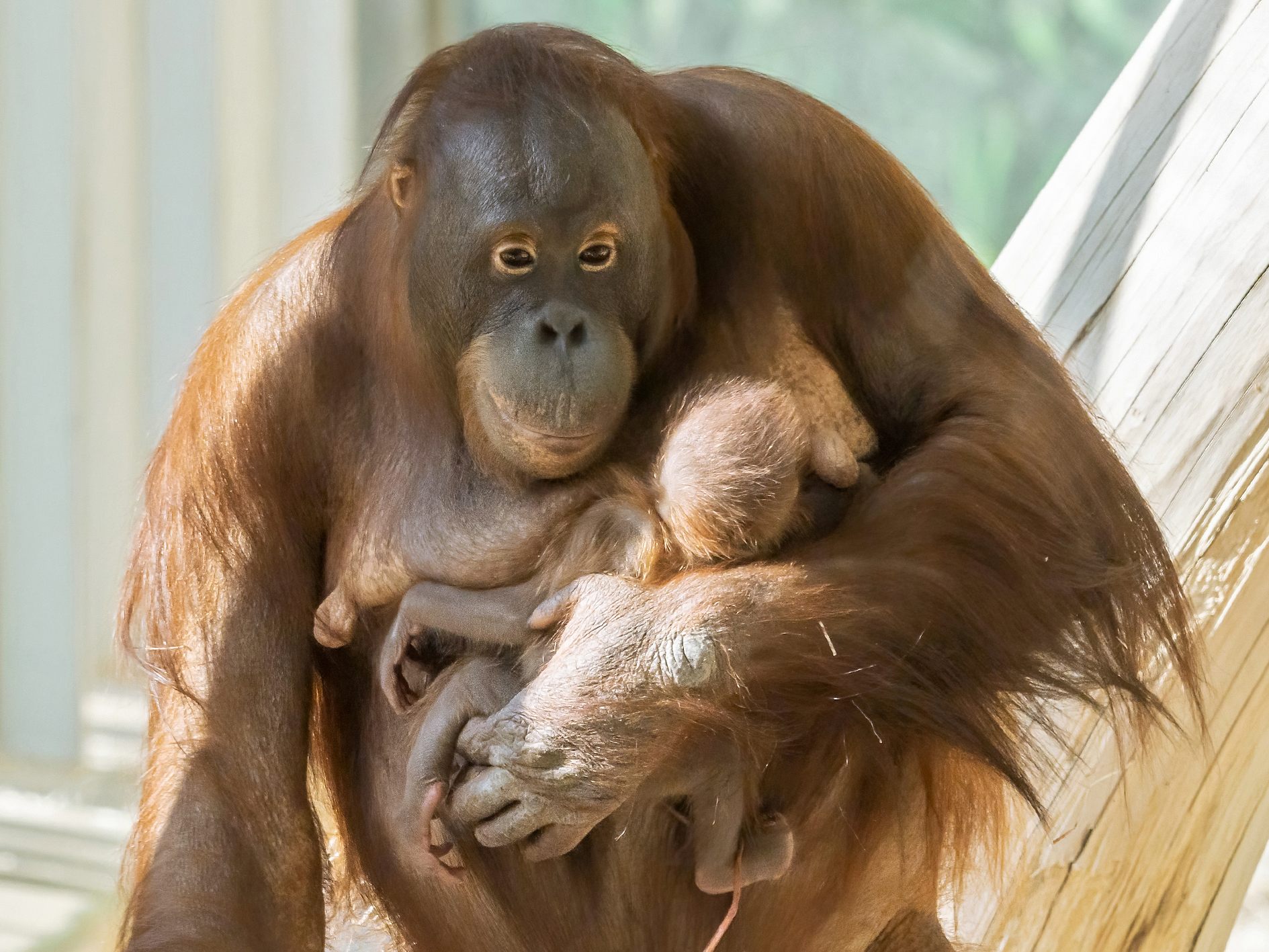 Der Orang-Utan Sari mit Jungtier im Tiergarten Schönbrunn in Wien Der Orang-Utan Sari mit Jungtier im Tiergarten Schönbrunn in Wien