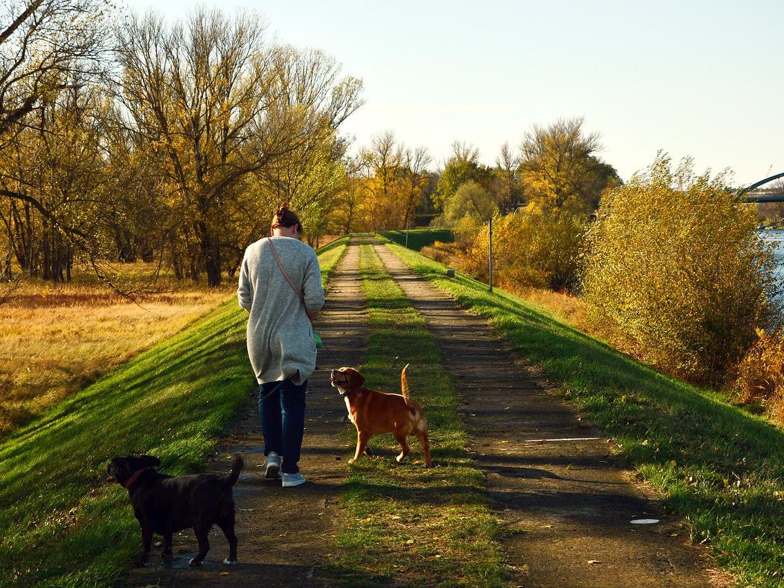 Ab Juni 2023 kommt der verpflichtende Hundepass in Niederösterreich. Ab Juni 2023 kommt der verpflichtende Hundepass in Niederösterreich.