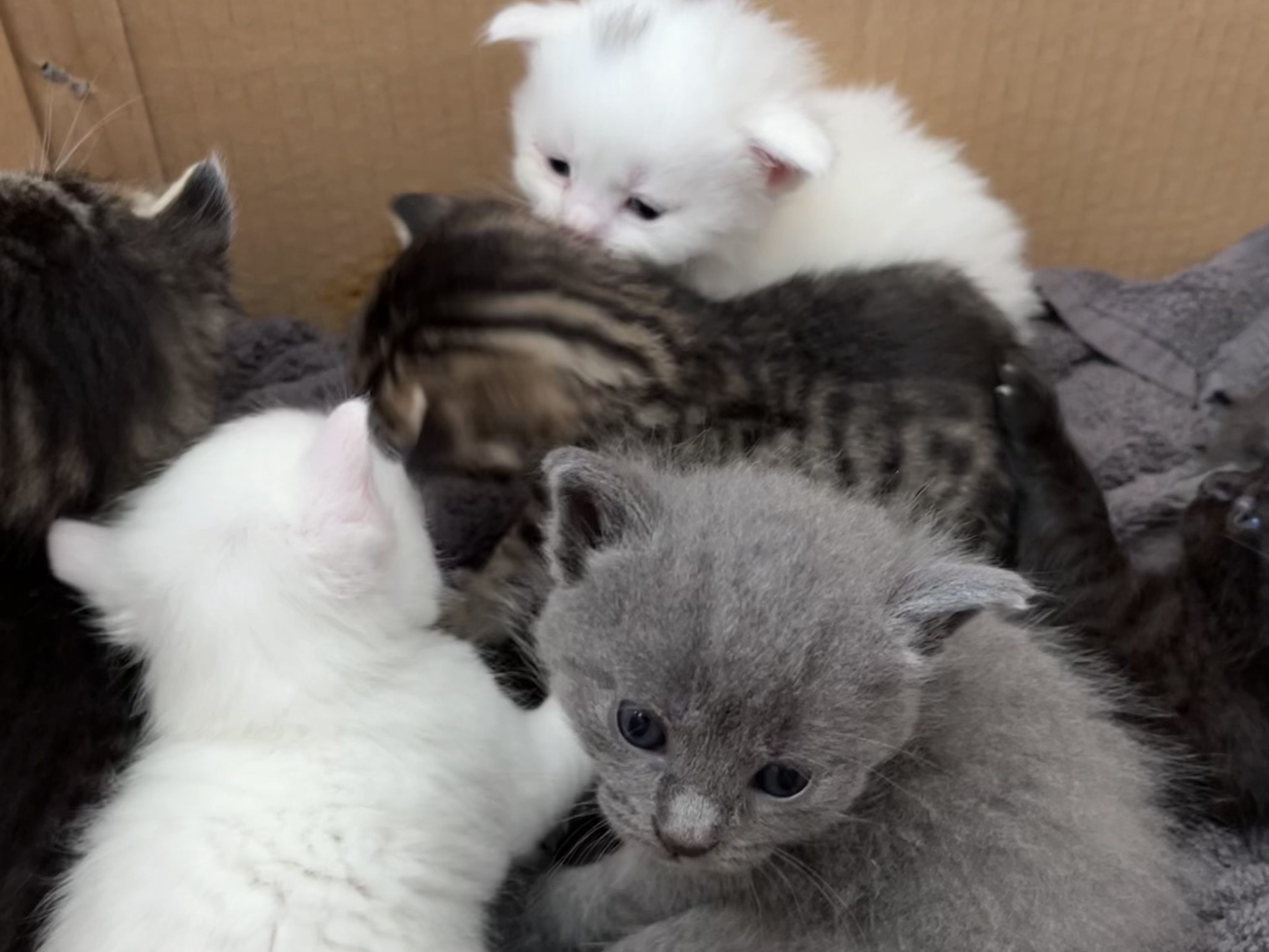 In Wien wurde eine Katze mit ihren Kitten ausgesetzt. In Wien wurde eine Katze mit ihren Kitten ausgesetzt.