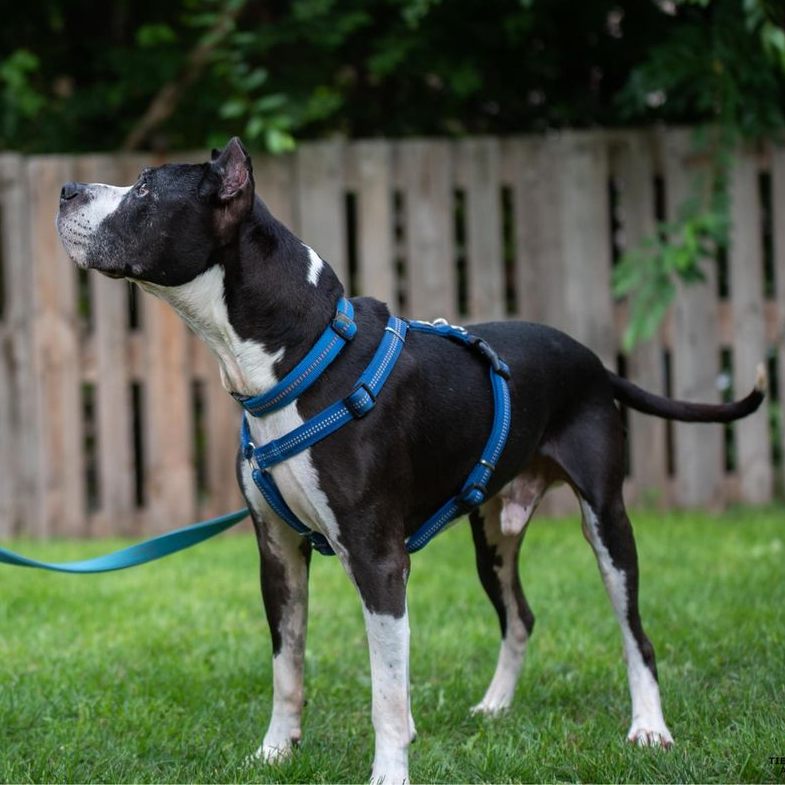 Hundesenior "Nicolai" hat nach Jahren im Tierschutzhaus Vösendorf ein Zuhause gefunden.