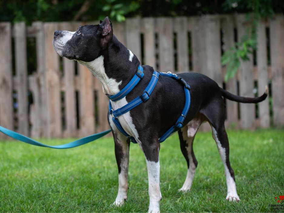 Hundesenior "Nicolai" hat nach Jahren im Tierschutzhaus Vösendorf ein Zuhause gefunden. Hundesenior "Nicolai" hat nach Jahren im Tierschutzhaus Vösendorf ein Zuhause gefunden.