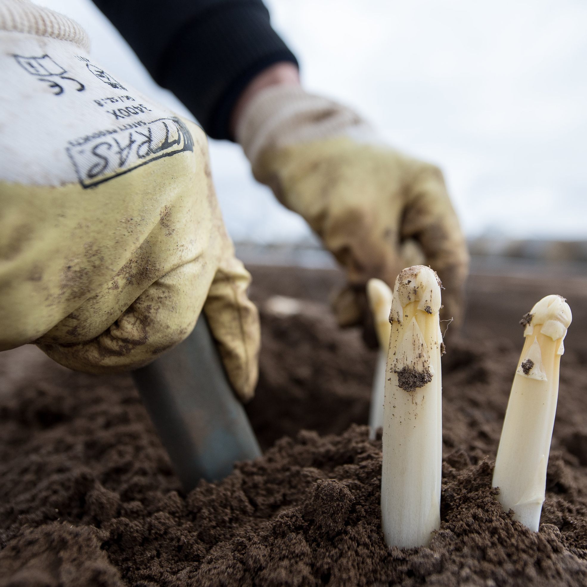 Vor allem für Stamm-Saisonkräfte soll der Zugang zur Rot-Weiß-Rot-Karte erleichtert werden.