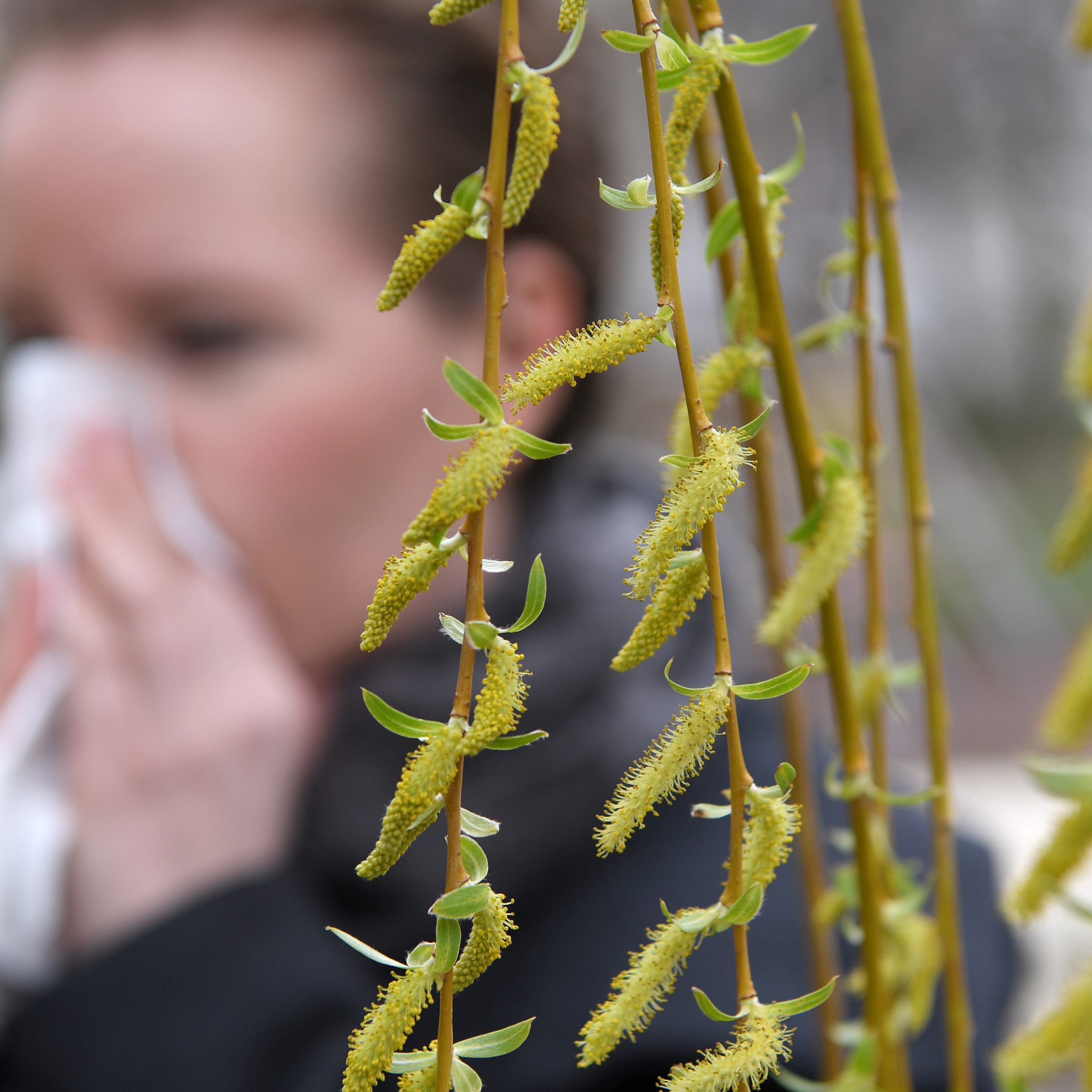 4 natürliche Allergiemittel, die wirken.