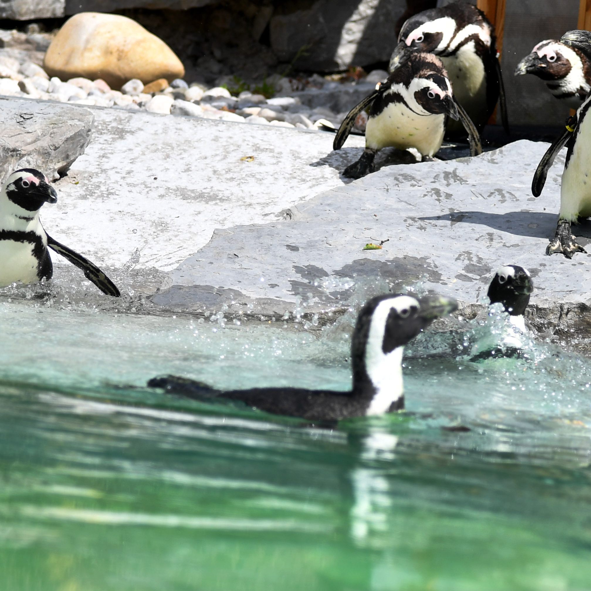 Junger Pinguin riss aus dem Zoo Salzburg aus.