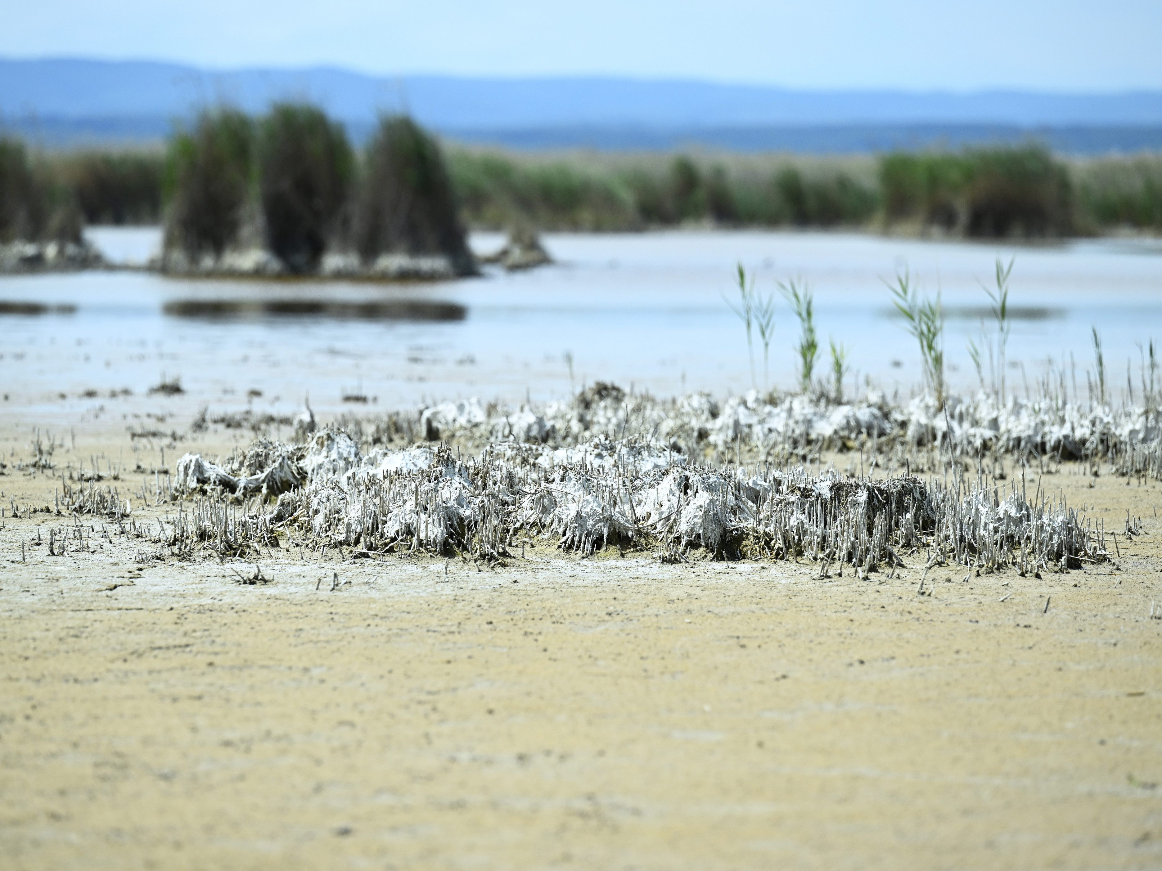 Hitze führt zu Fischsterben im Neusiedler See. Hitze führt zu Fischsterben im Neusiedler See.