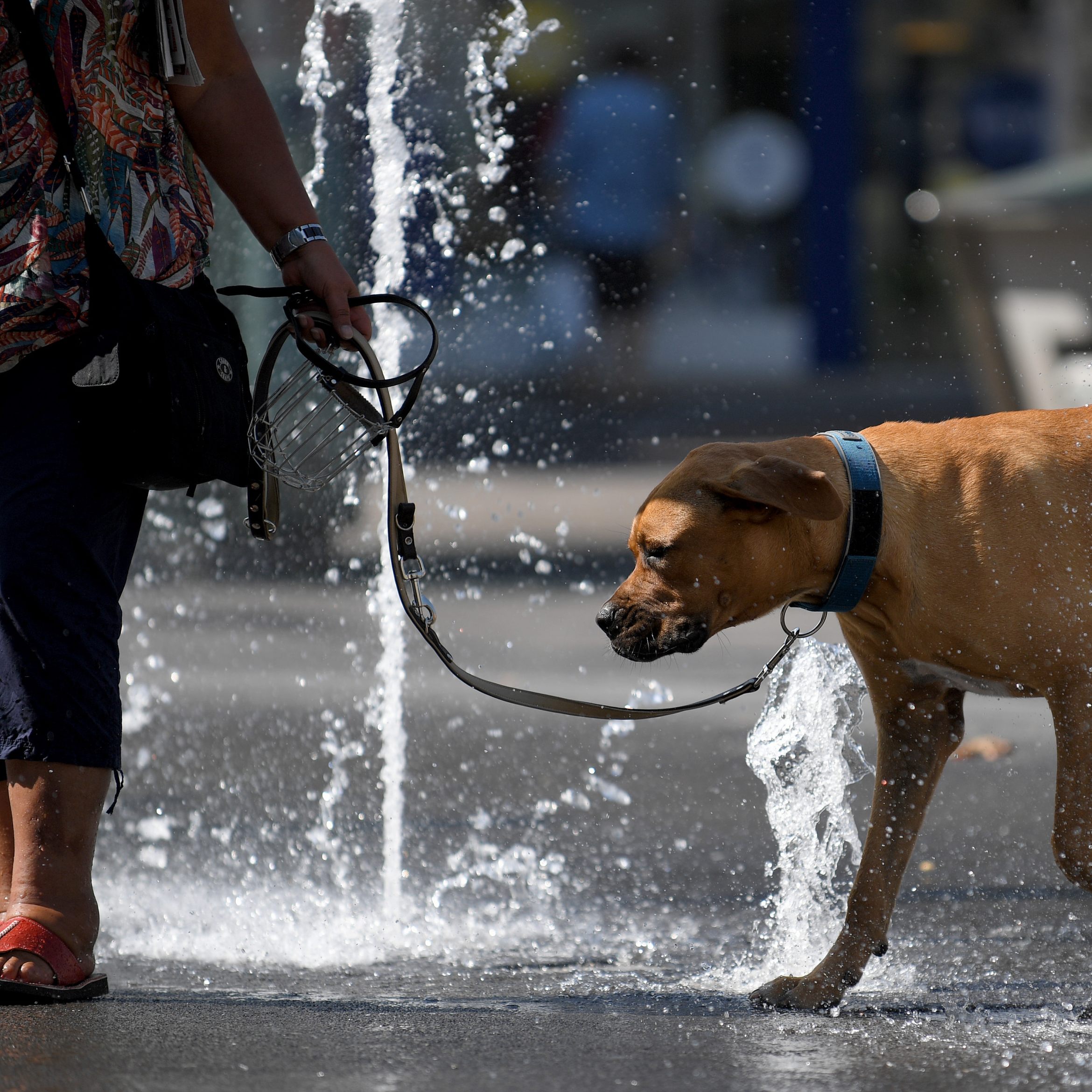 An diese Gefahren für ihre Vierbeiner müssen Hundebesitzer im Sommer in Wien denken.