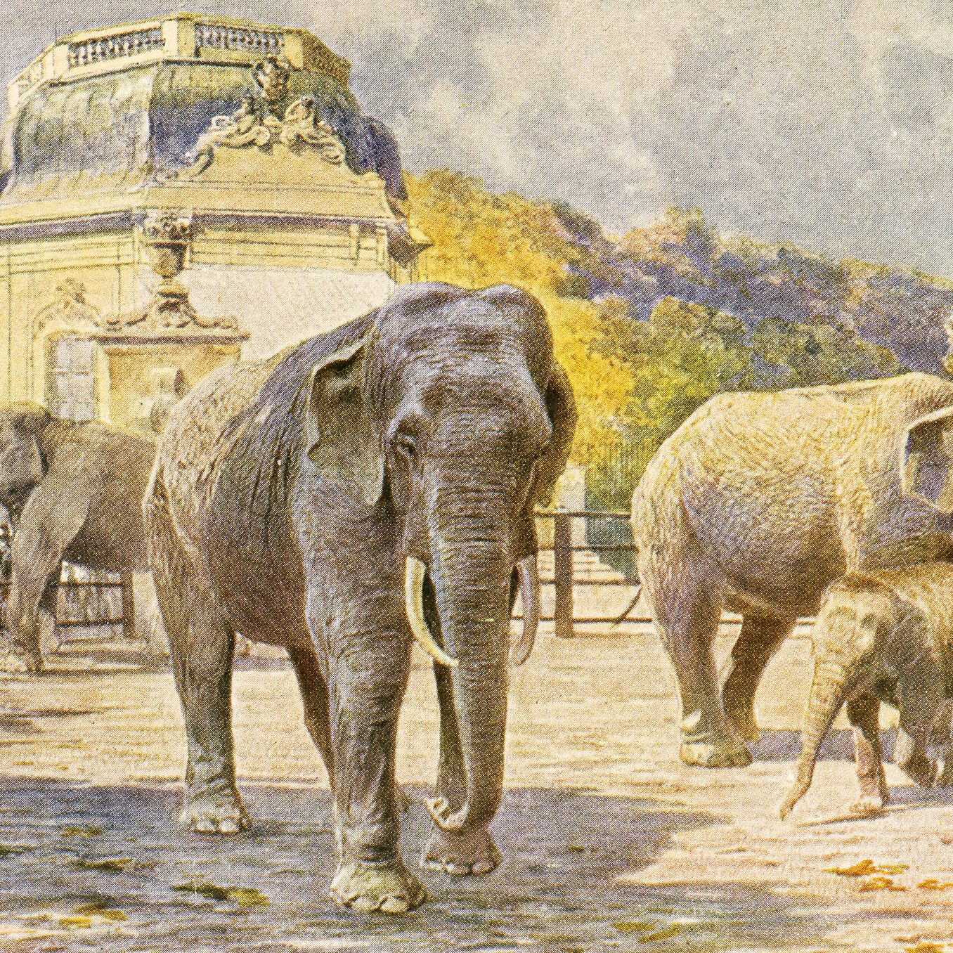 Als ältester Zoo der Welt feiert der Tiergarten Schönbrunn am Sonntag seinen 270. Geburtstag.