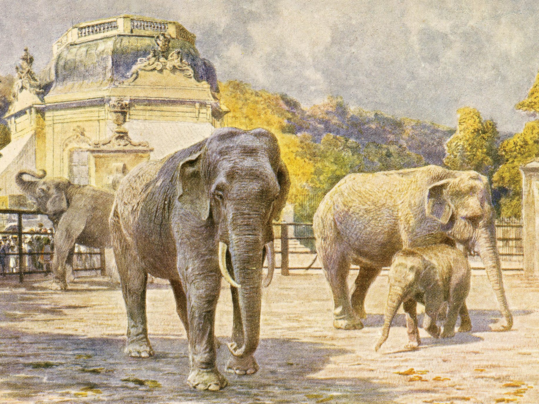 Als ältester Zoo der Welt feiert der Tiergarten Schönbrunn am Sonntag seinen 270. Geburtstag. Als ältester Zoo der Welt feiert der Tiergarten Schönbrunn am Sonntag seinen 270. Geburtstag.