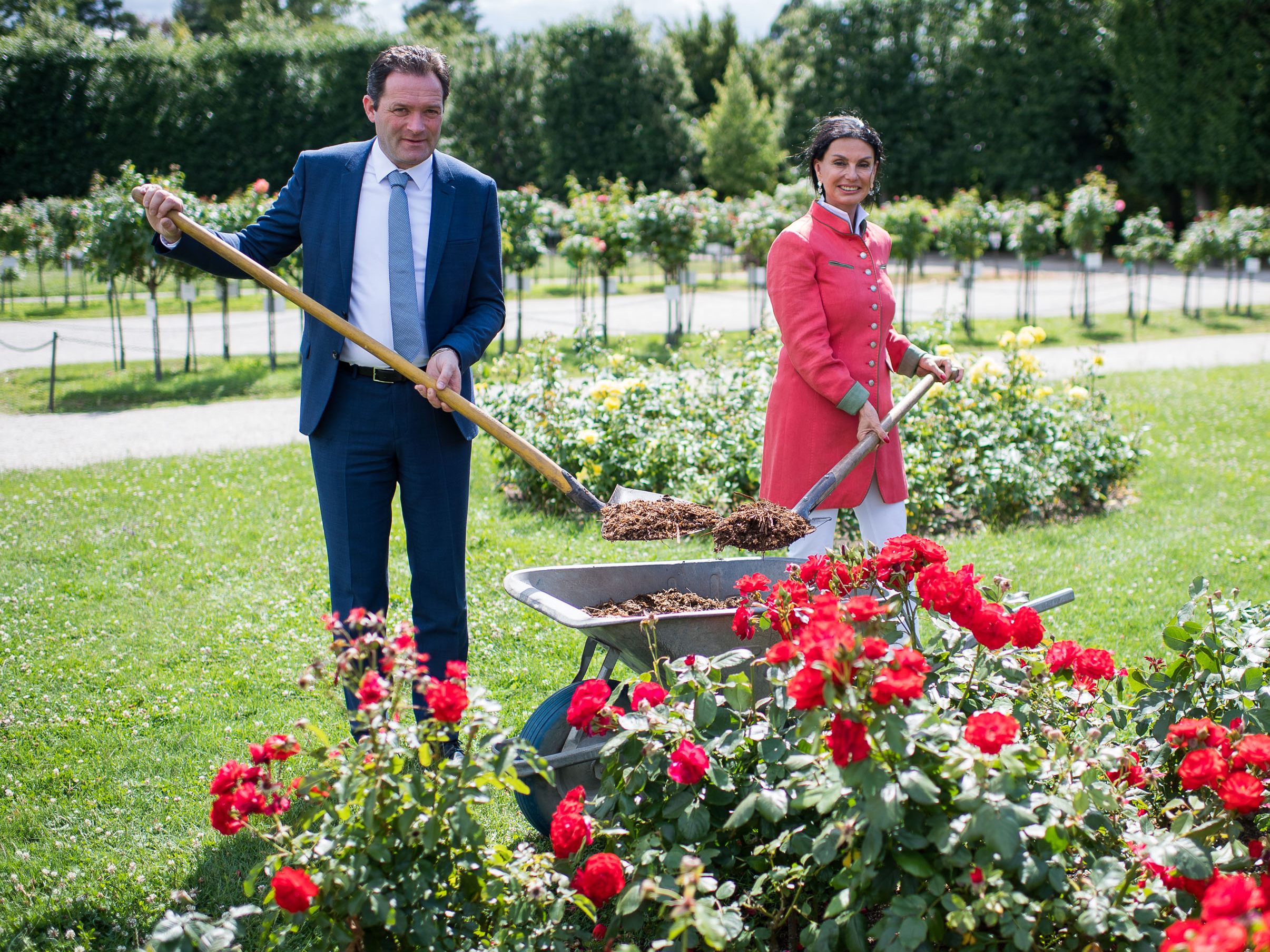 Lipizzaner-Pferdeäpfel als Dünger für die Rosen in Schönbrunn. Lipizzaner-Pferdeäpfel als Dünger für die Rosen in Schönbrunn.