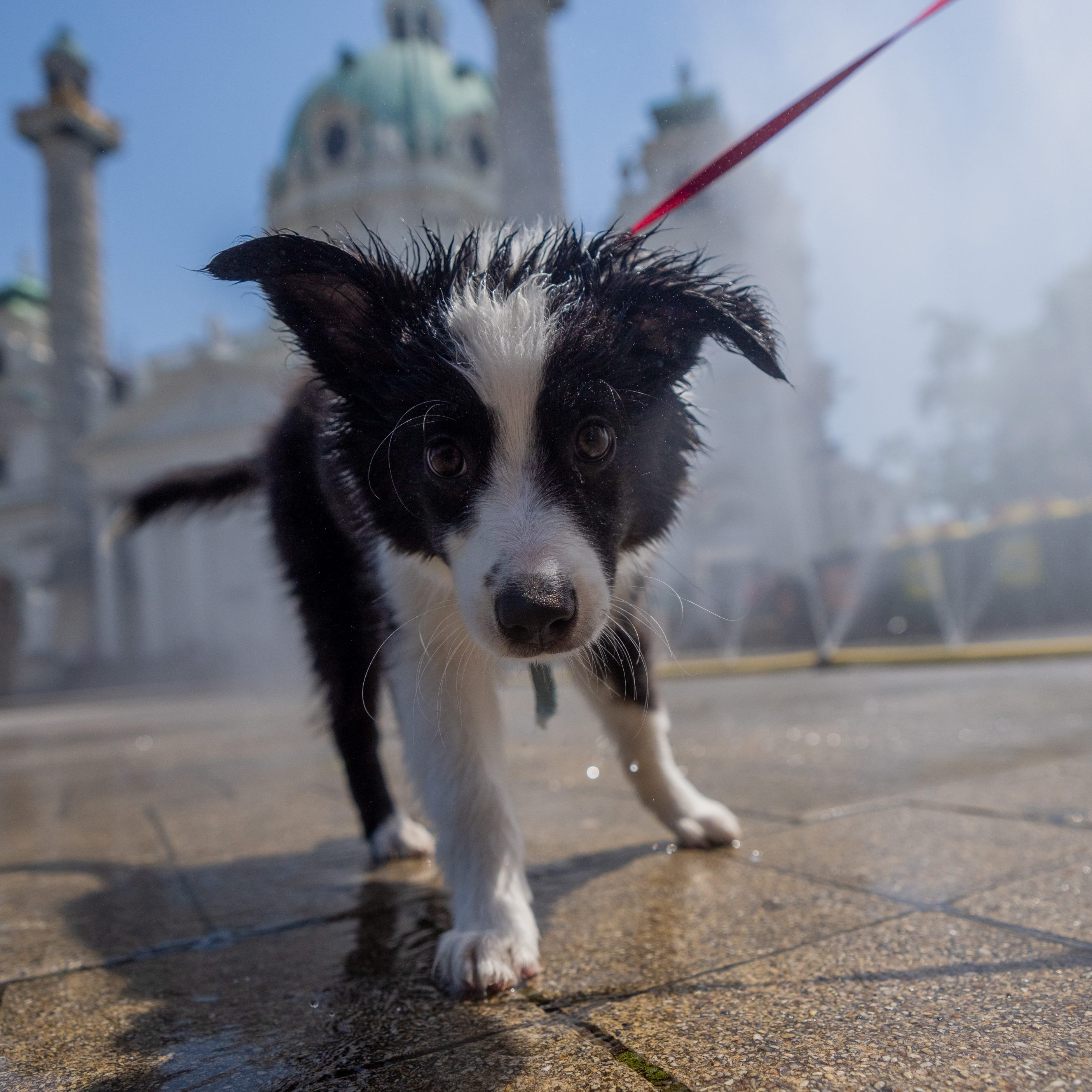 Die Stadt Wien kündigte am Sonntag an, die Hundeabgabe für Tiere aus dem Tierheim für drei Jahre entfallen zu lassen.
