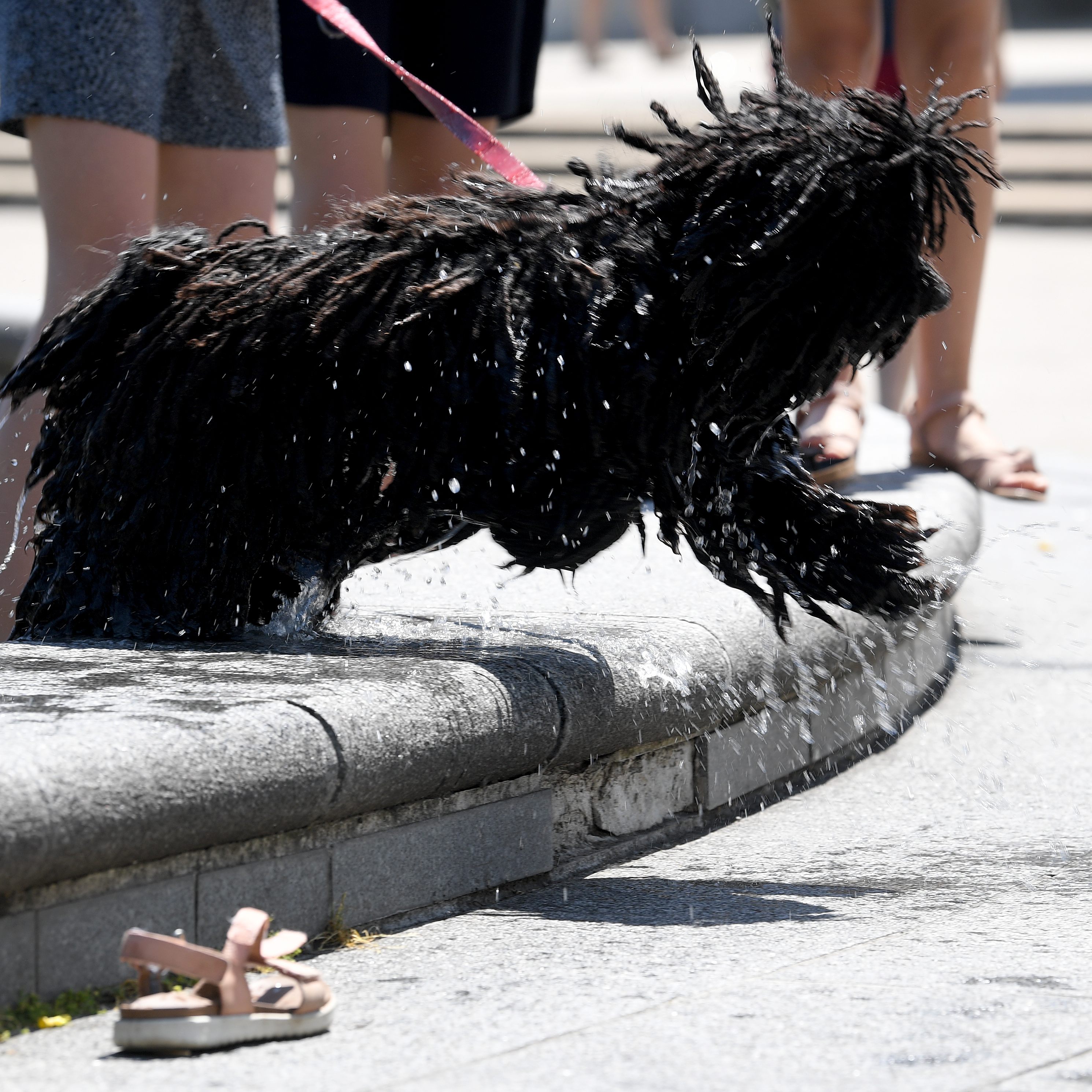 Personen, die Hund aus Wiener Tierheim abholen und übernehmen, könnten sich in Zukunft Hundeabgabe für drei Jahre ersparen.