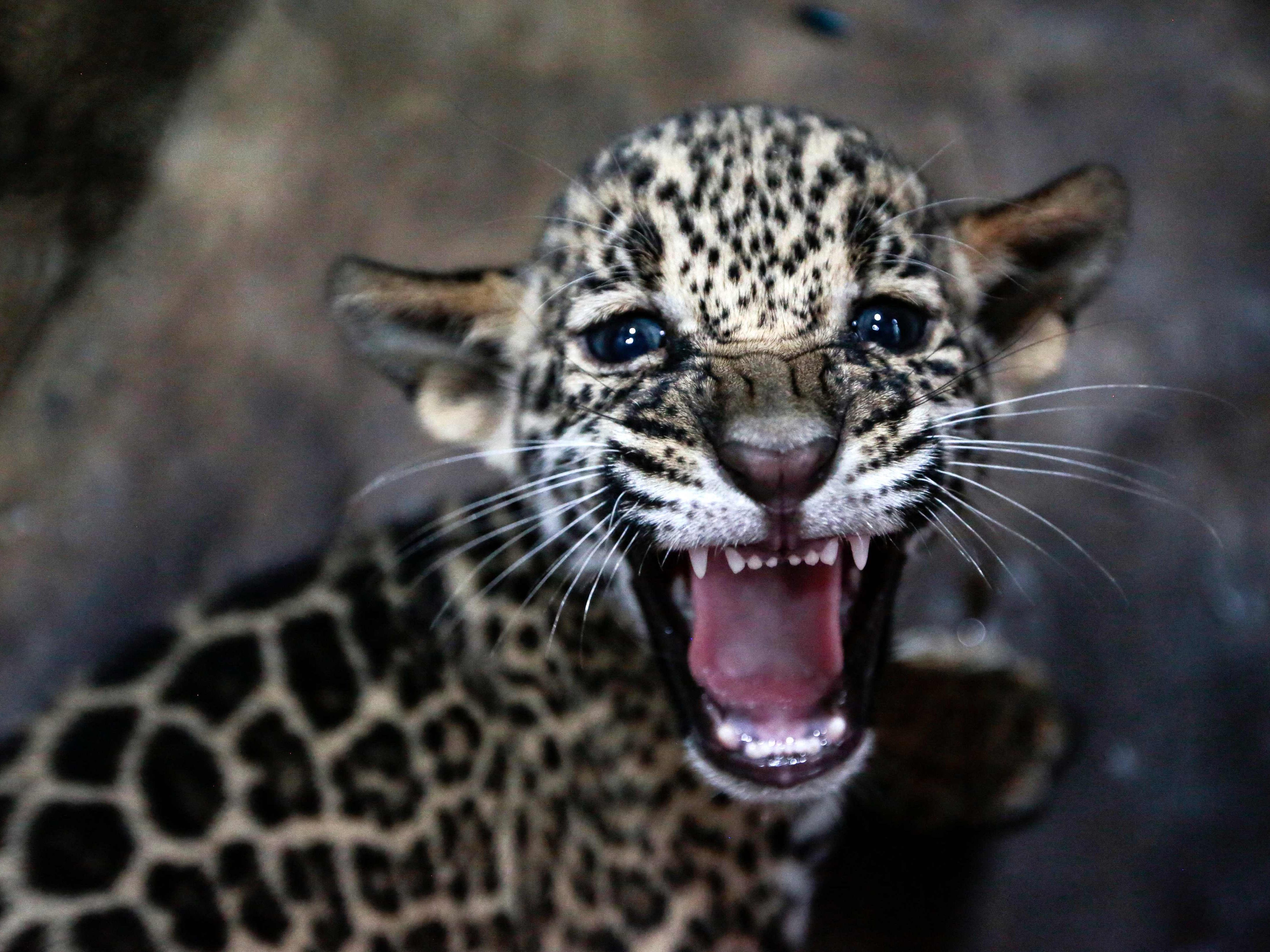 So süß! Dieser Jaguar wurde im Zoo Managua geboren. So süß! Dieser Jaguar wurde im Zoo Managua geboren.