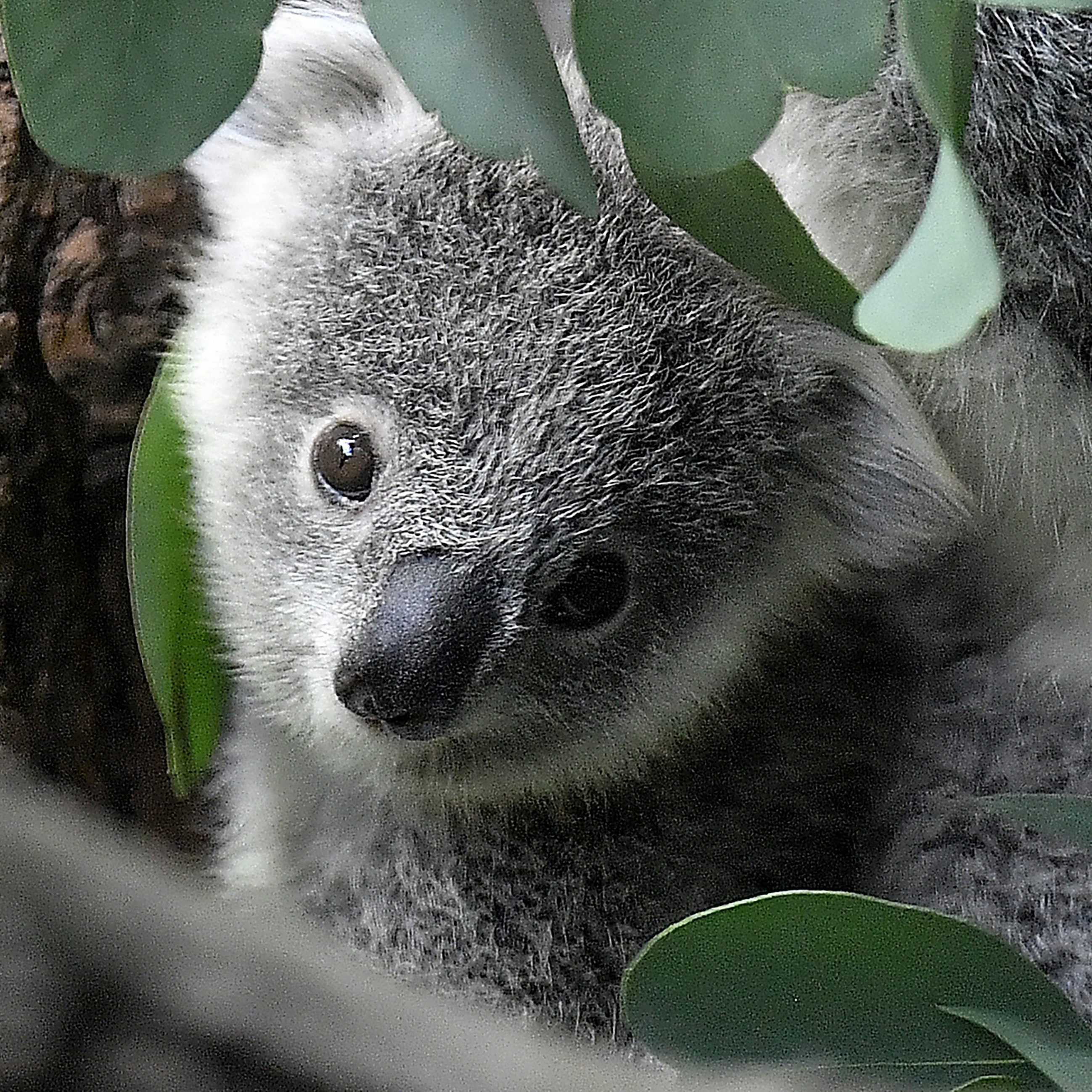 Autopsie lieferte keine schlüssige Todesursache.