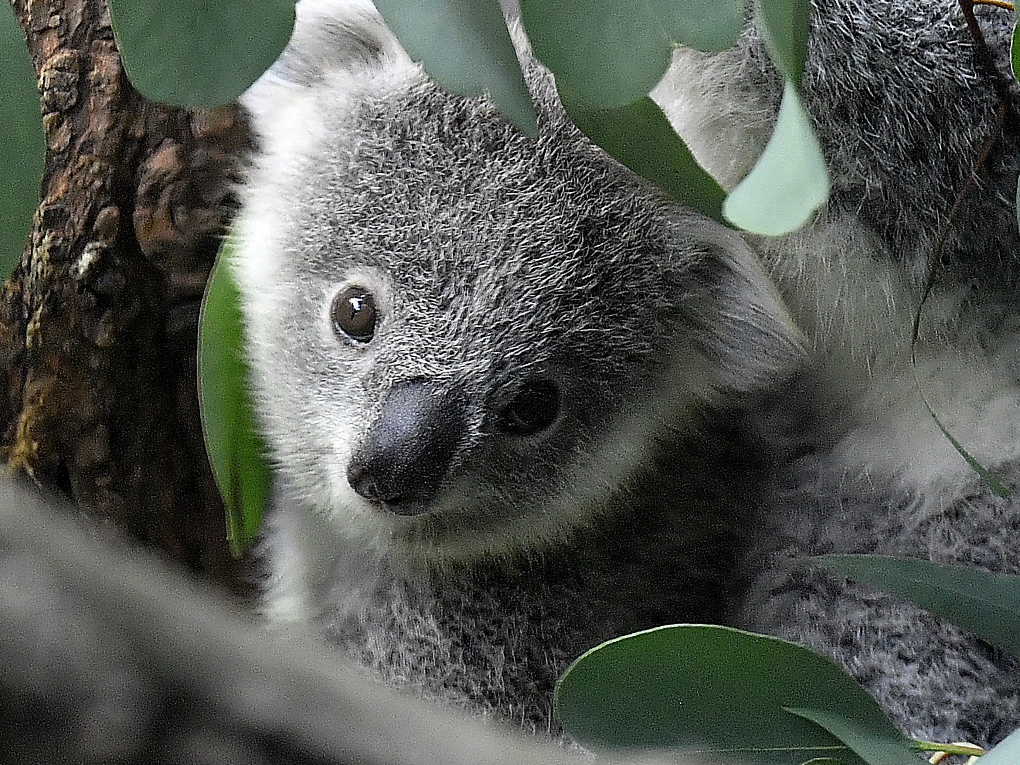 Autopsie lieferte keine schlüssige Todesursache. Autopsie lieferte keine schlüssige Todesursache.