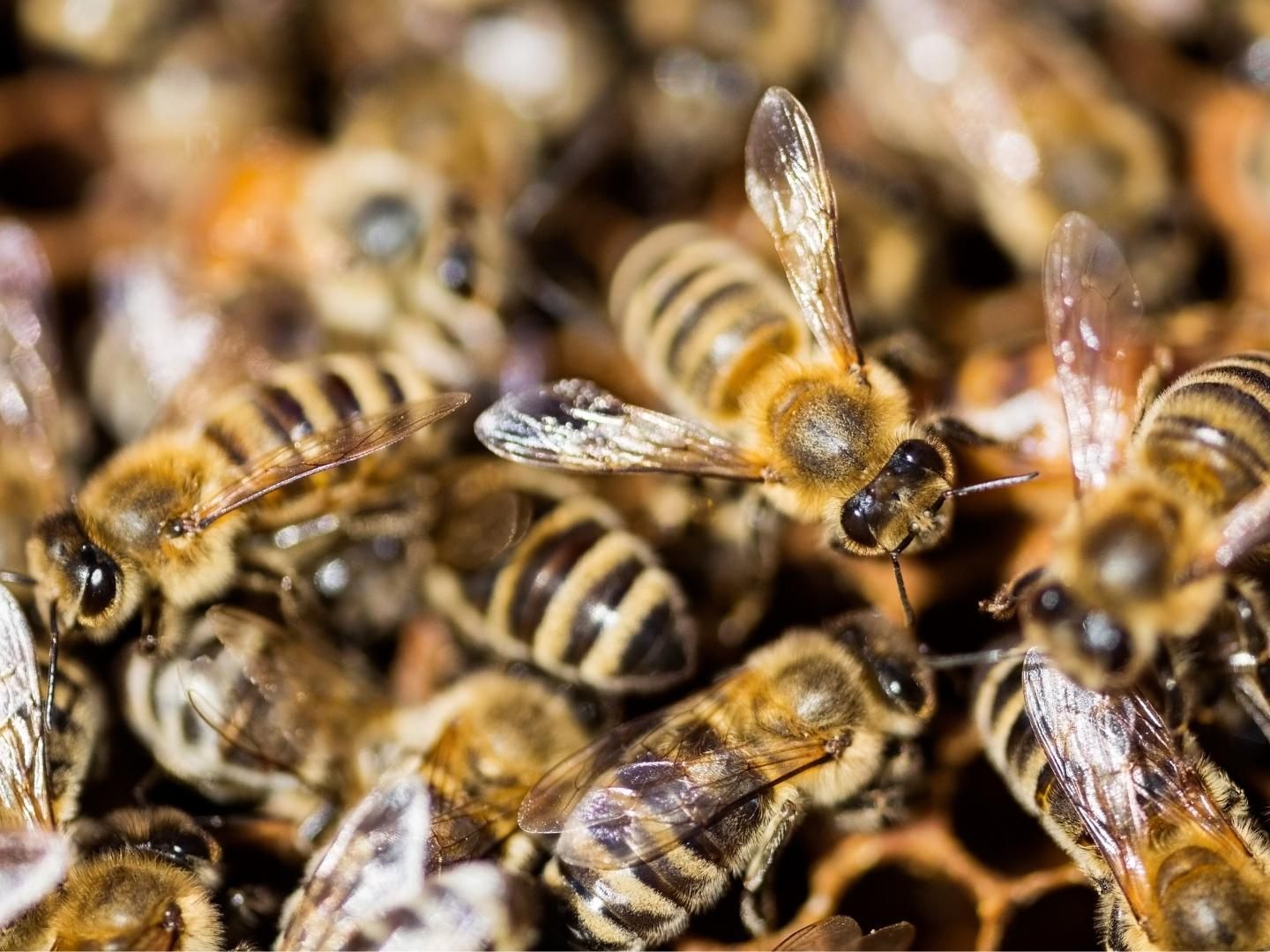 Bienenschwarm sorgte für Aufregung. Bienenschwarm sorgte für Aufregung.