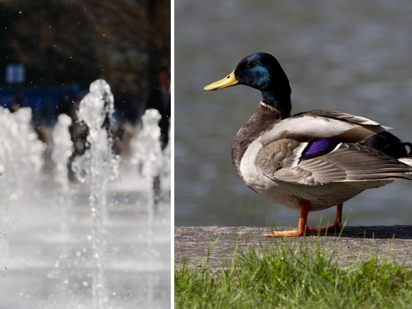 Großer Schock für kleine Ente. Großer Schock für kleine Ente.