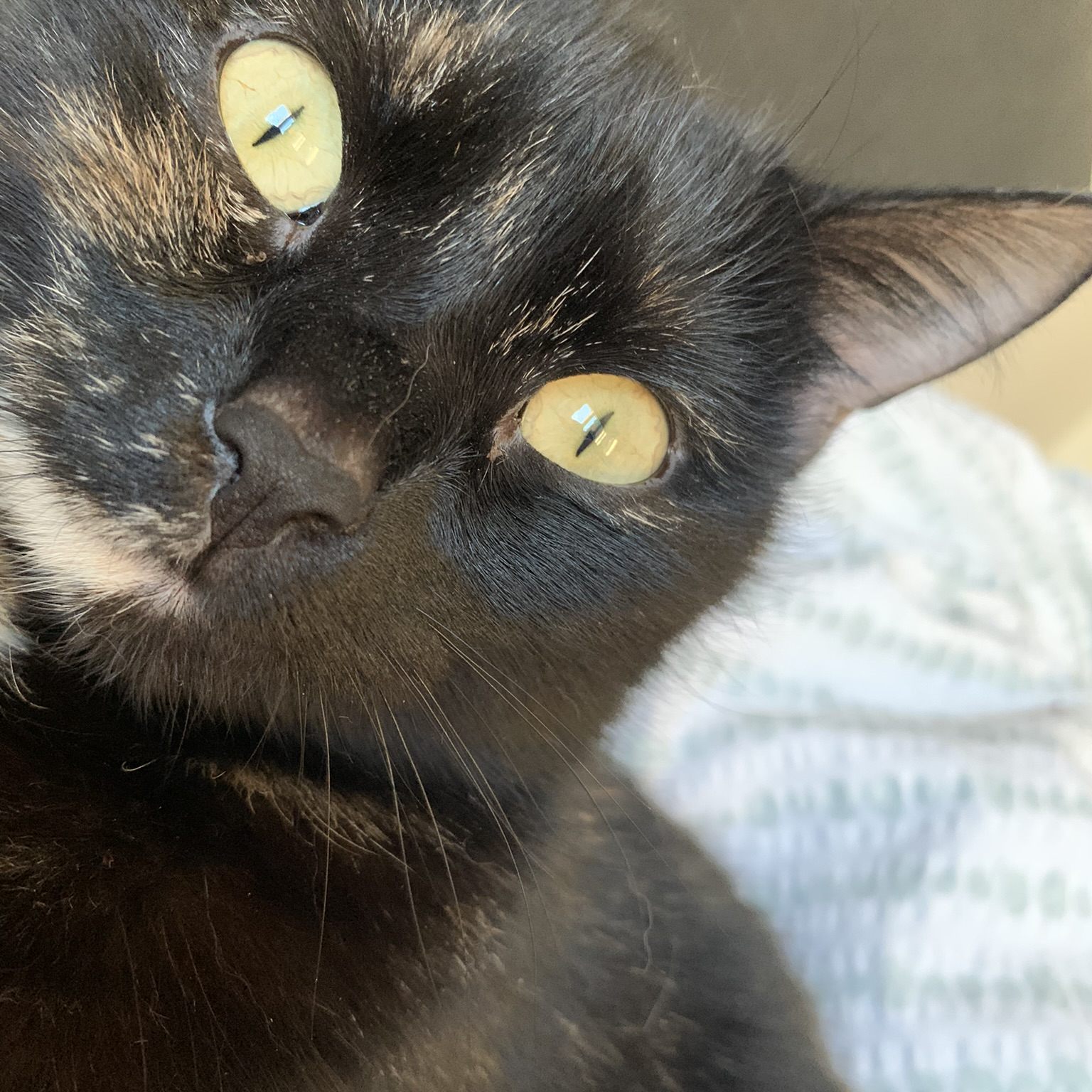 Katze schmerzlich vermisst