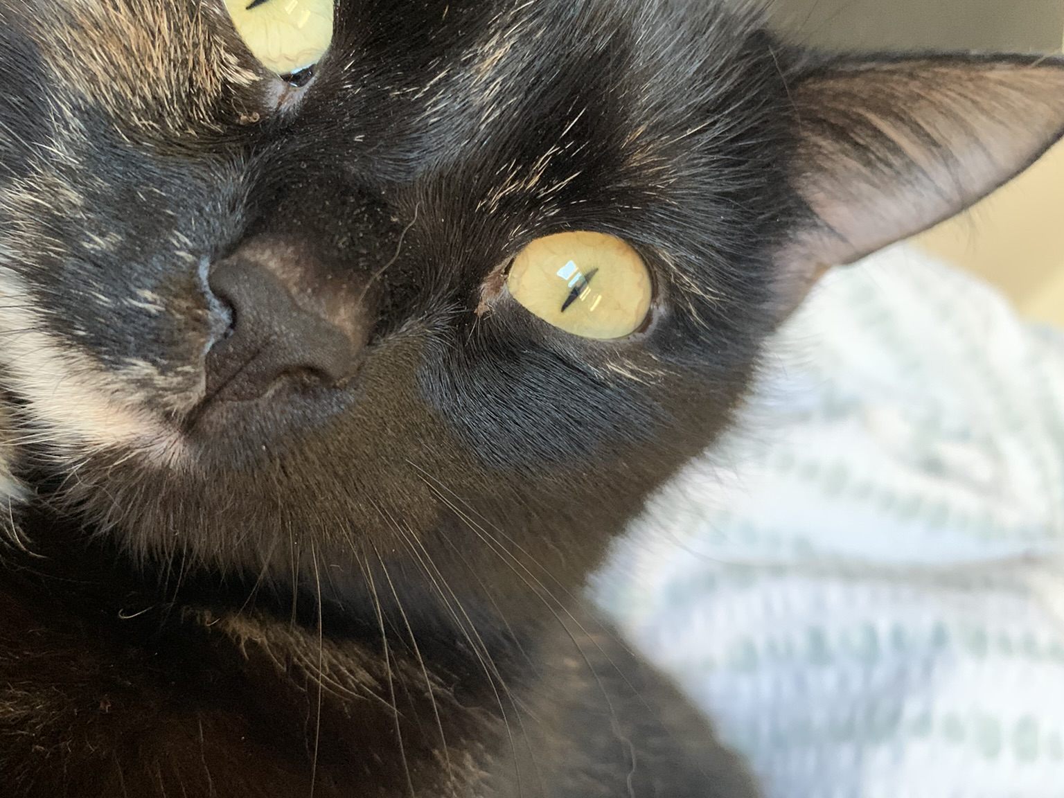 Katze schmerzlich vermisst