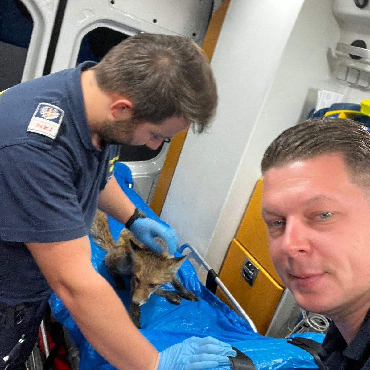 Die Notfallsanitäter der Wiener Berufsrettung holten den verletzten Fuchs von der Straße.