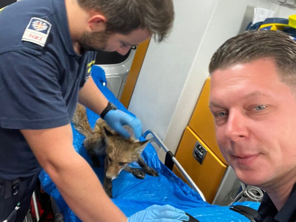 Die Notfallsanitäter der Wiener Berufsrettung holten den verletzten Fuchs von der Straße. Die Notfallsanitäter der Wiener Berufsrettung holten den verletzten Fuchs von der Straße.