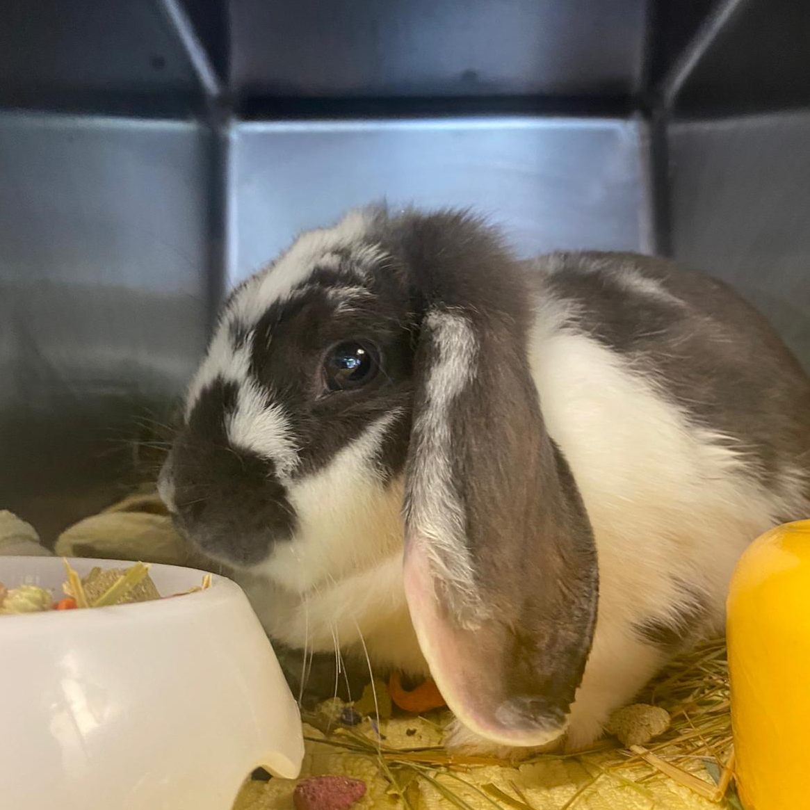 Das auf der Autobahnstation gerettete Kaninchen nach seiner Ankunft am Tierschutzhof.