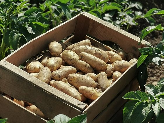 Foto: Ländle Frühkartoffeln | Bildquelle: Ländle Qualitätsprodukte Marketing GmbH