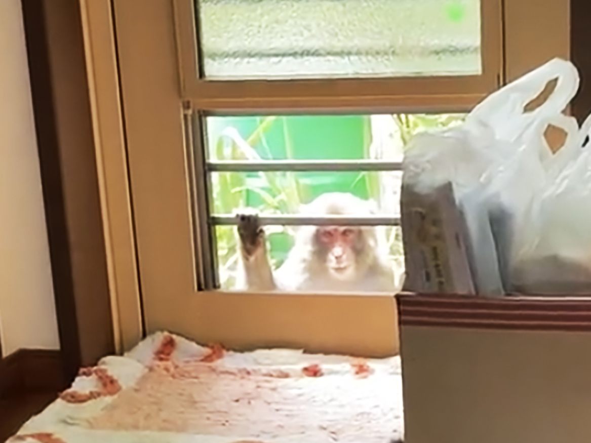 Ein Makake spitzelt durch ein Fenster in Yamaguchi. Ein Makake spitzelt durch ein Fenster in Yamaguchi.