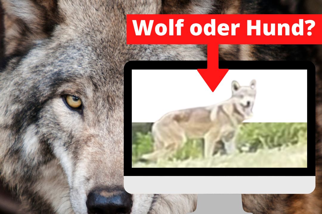 Wolf oder Hund?