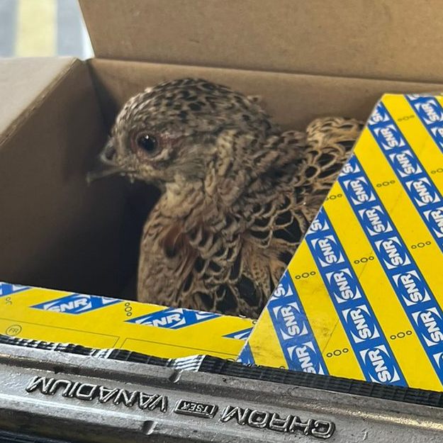 Die Fasanhenne konnte von den ARBÖ-Technikern befreit werden.