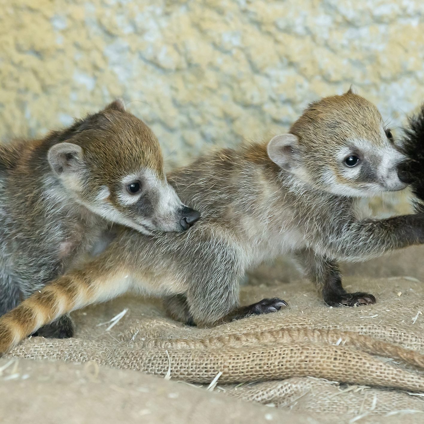 Süßer Nasenbär-Nachwuchs in Wiener Zoo.