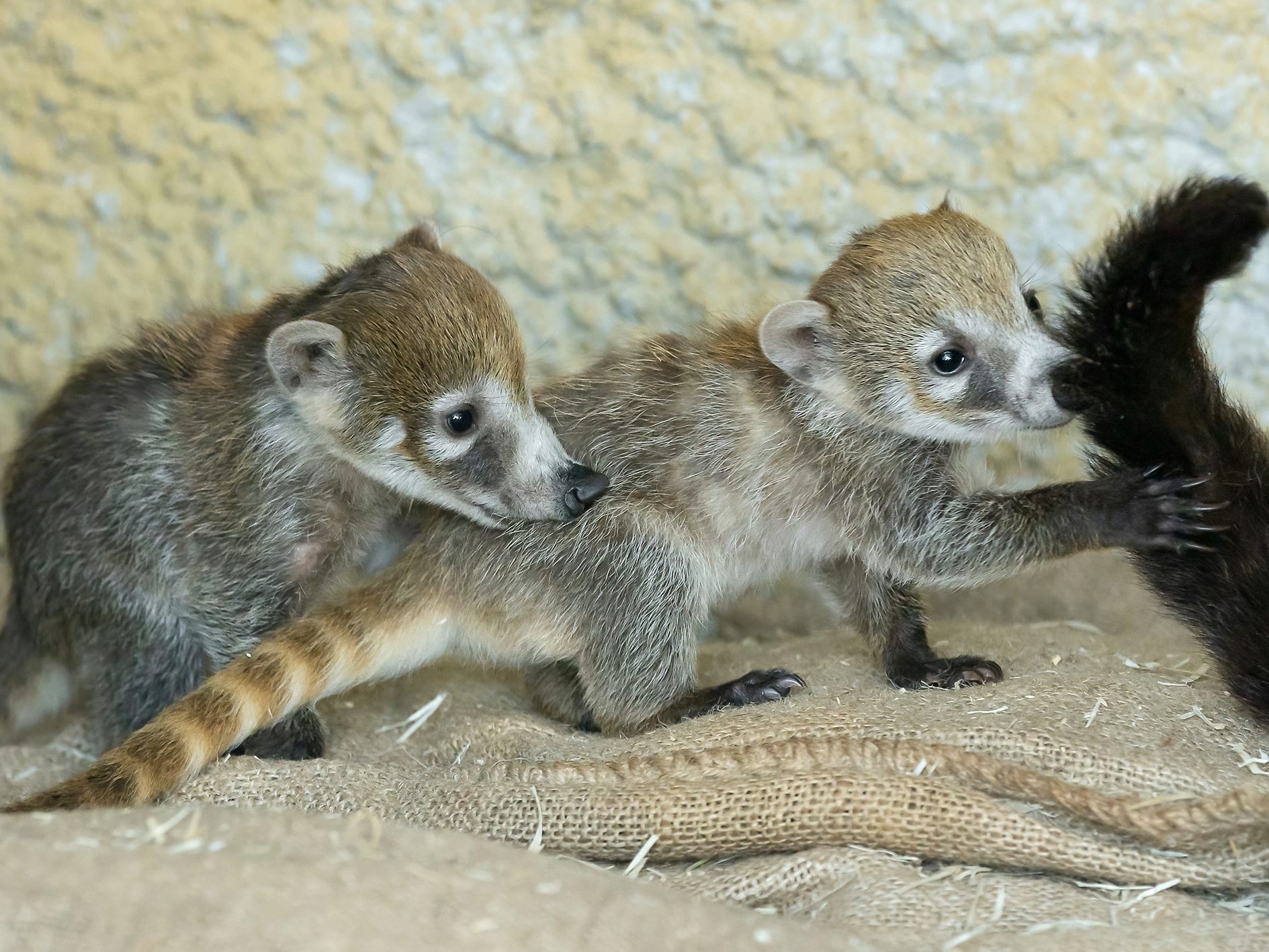Süßer Nasenbär-Nachwuchs in Wiener Zoo. Süßer Nasenbär-Nachwuchs in Wiener Zoo.